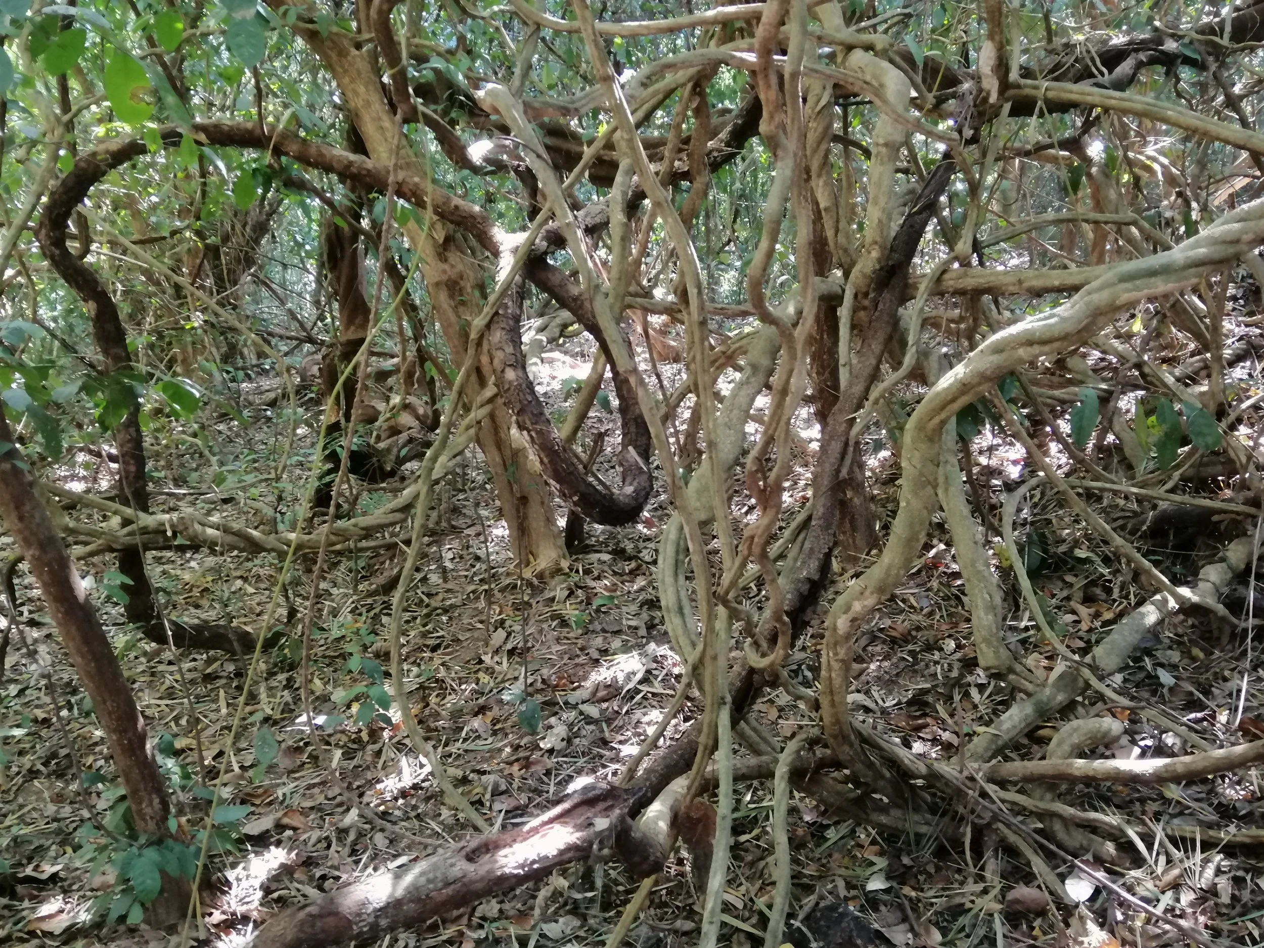 A thicket of lianas, which are long-stemmed, woody vines rooted in the soil that climb up trees to reach the canopy. 