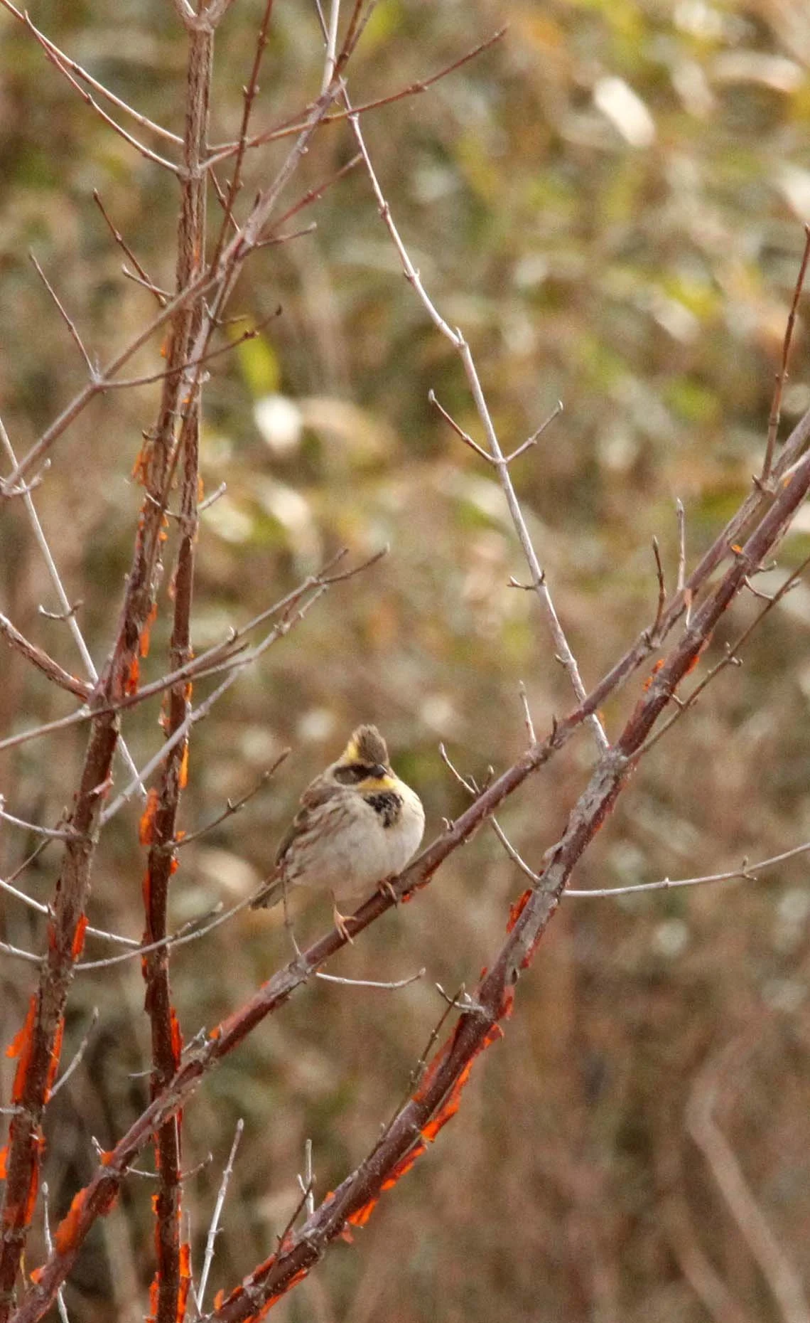 Yellow-throated Bunting (Emberiza elegans) Foping Nature Reserve Shanxi China (4).JPG