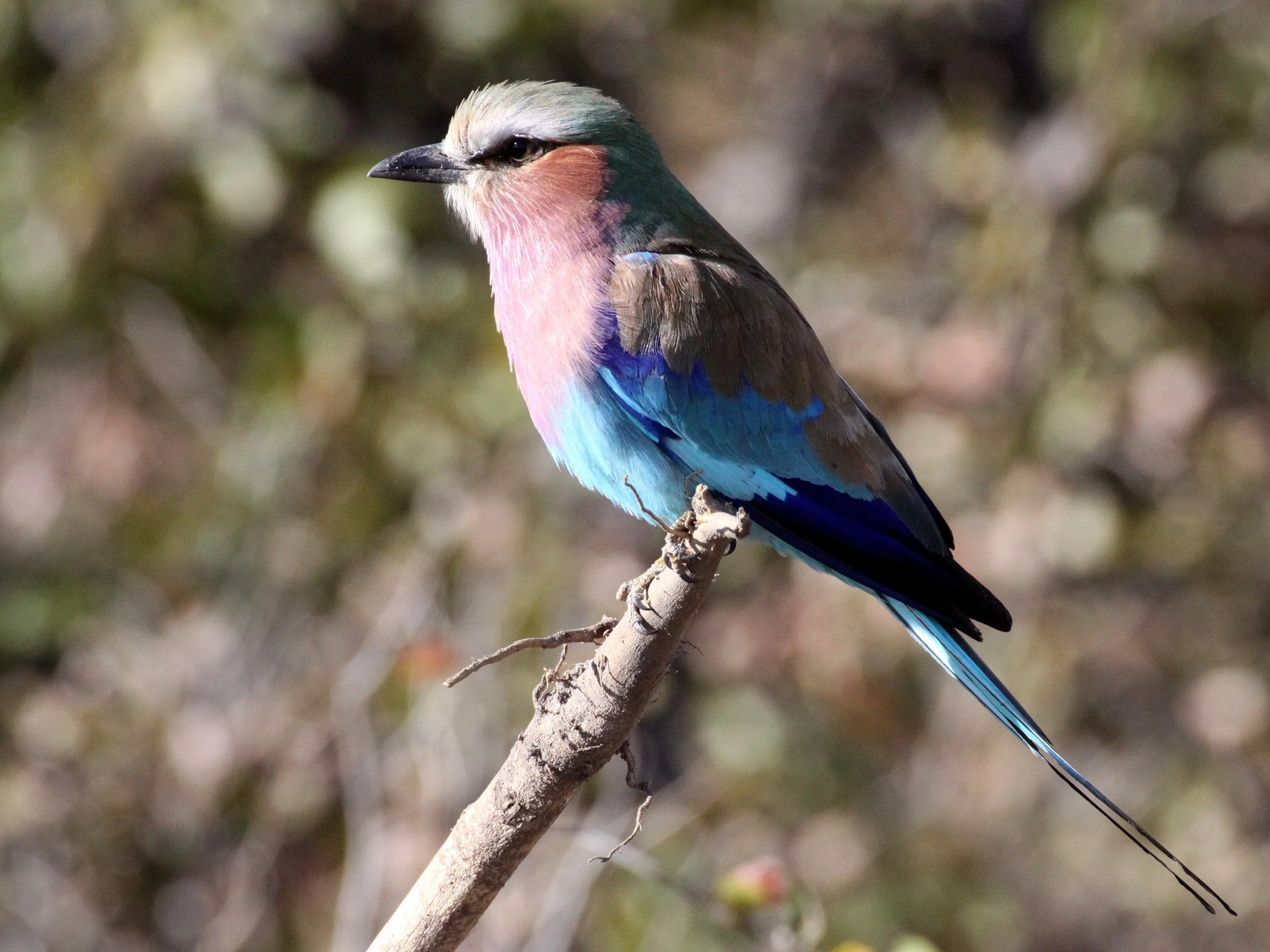 Lilac-breasted Roller (Coracias caudatus) Khwai Camp Okavango Delta Botswana (9).JPG