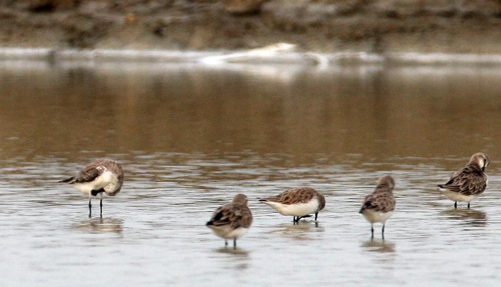 BIRD - SANDPIPER - SPOON-BILLED SANDPIPER - PAK THALE PETCHABURI PROVINCE THAILAND (27).JPG
