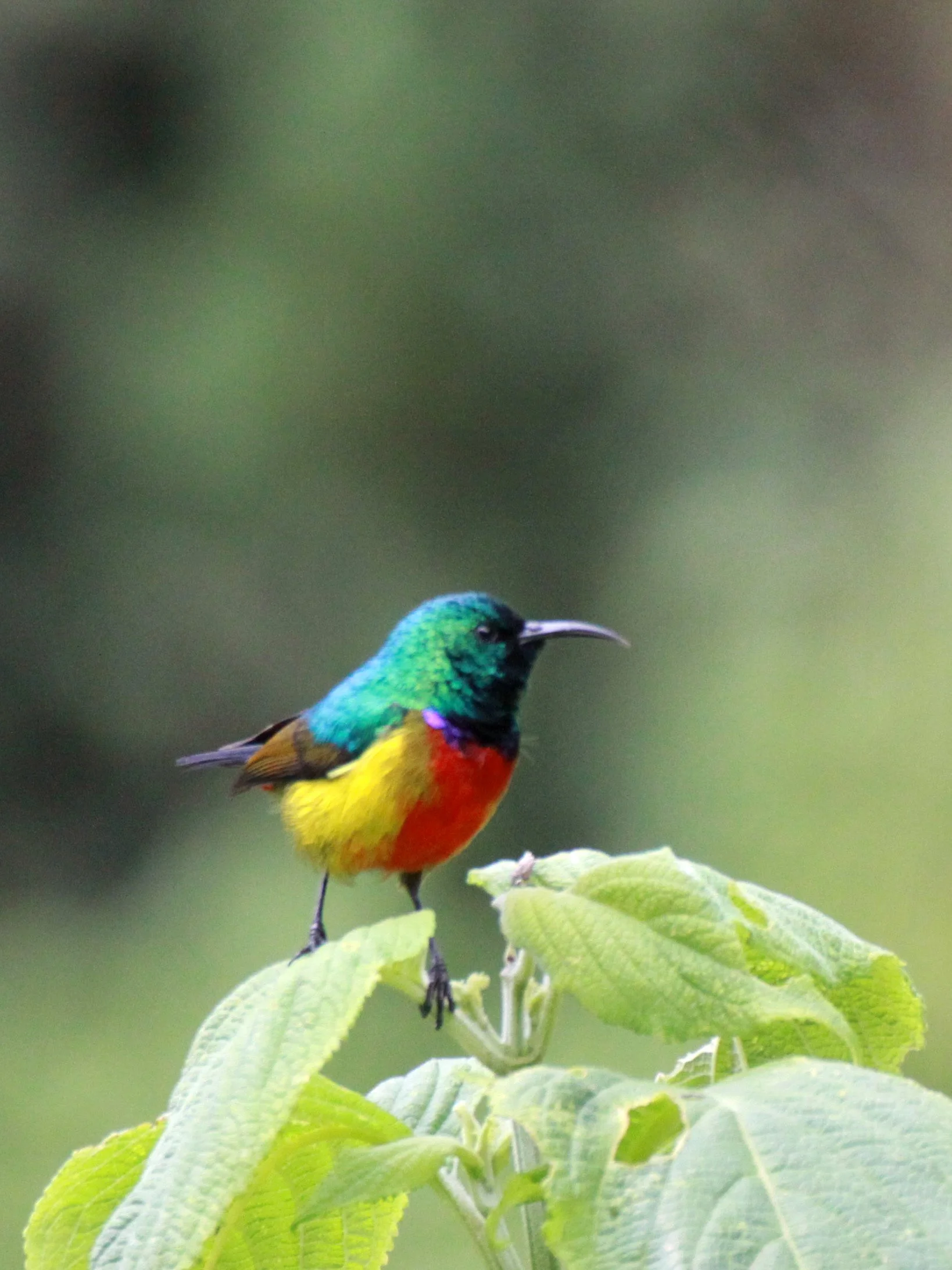 Regal Sunbird (Cinnyris regius) - RWENZORI NATIONAL PARK UGANDA (9).JPG