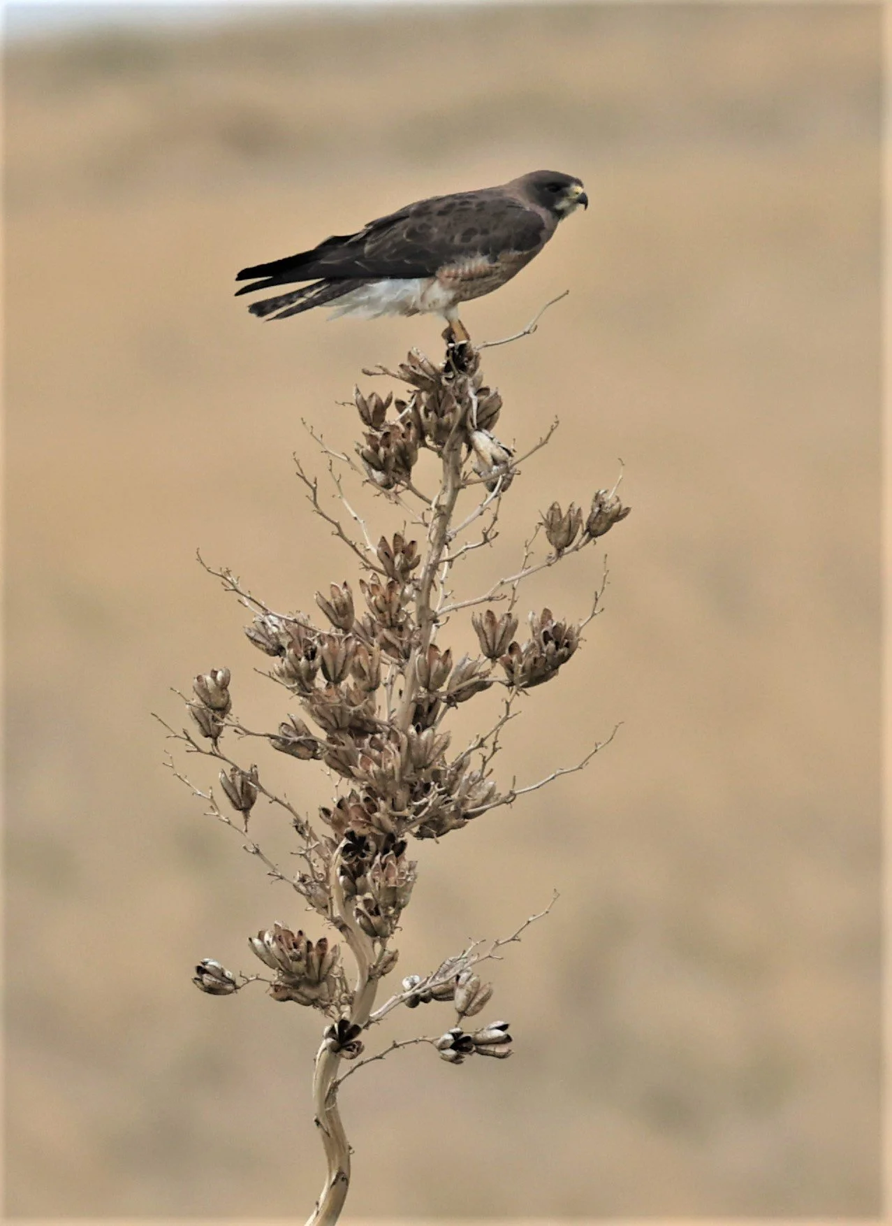 Buteo swainsoni - SWAINSON'S HAWK - DAVIS MOUNTAINS STATE PARK TEXAS JULY 2022 (12).jpg
