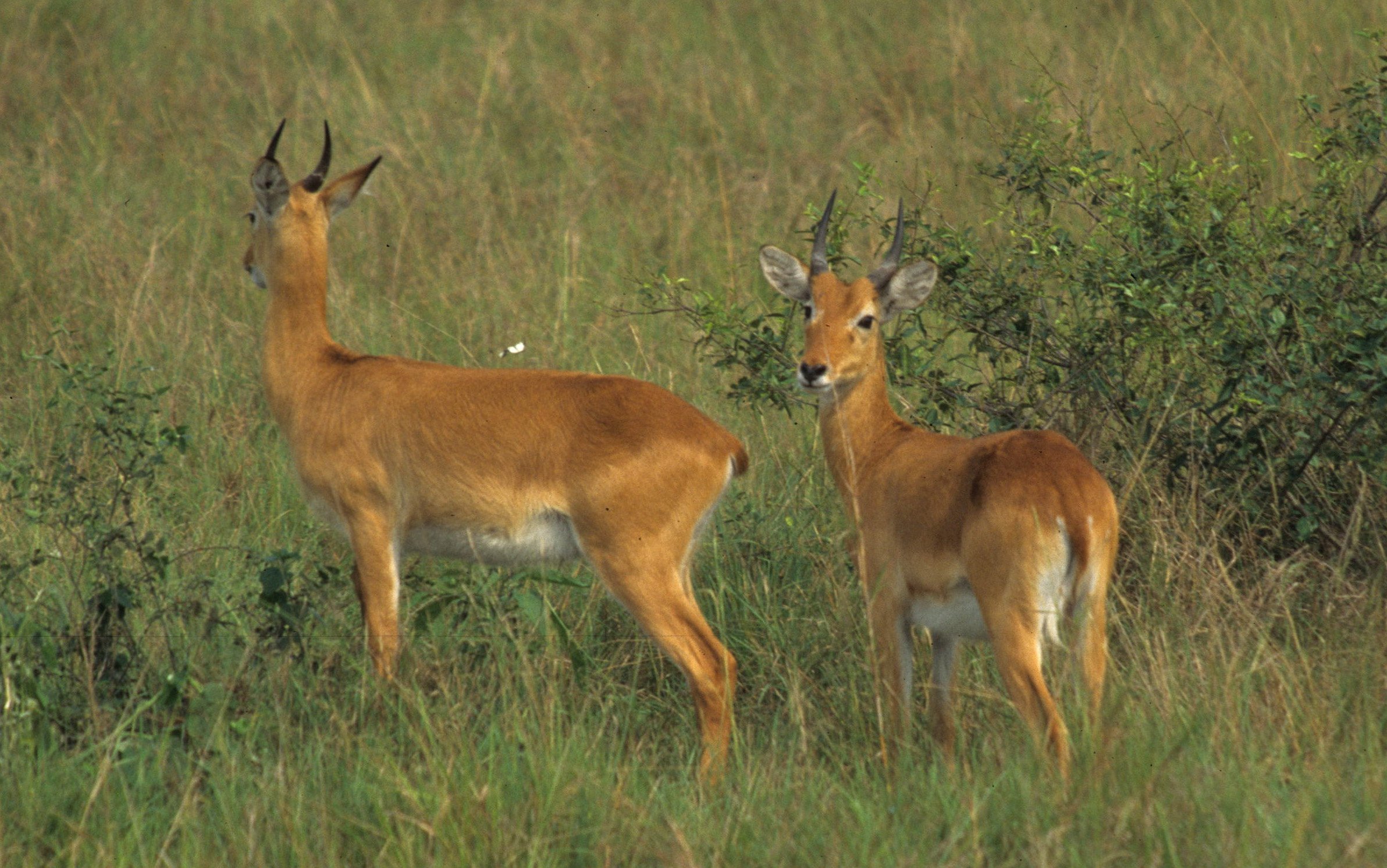 BOVID - ORIBI - UGANDA QE NP (10).jpg