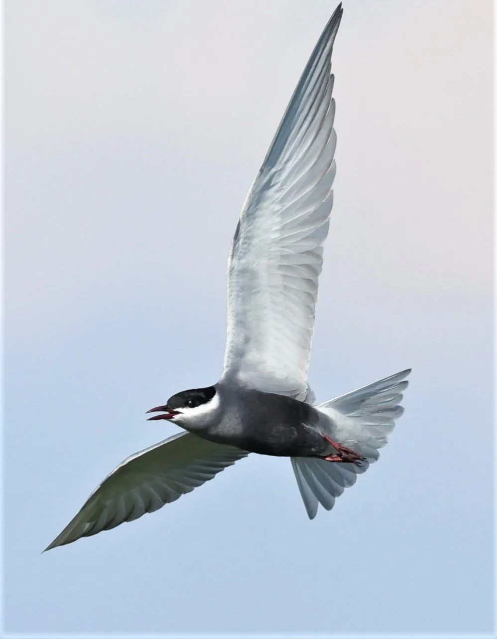TERN - WHISKERED TERN - Chlidonias hybridus - TAP YAO RICEFIELDS LAT KRABANG - APRIL 23 2022 (28).jpg