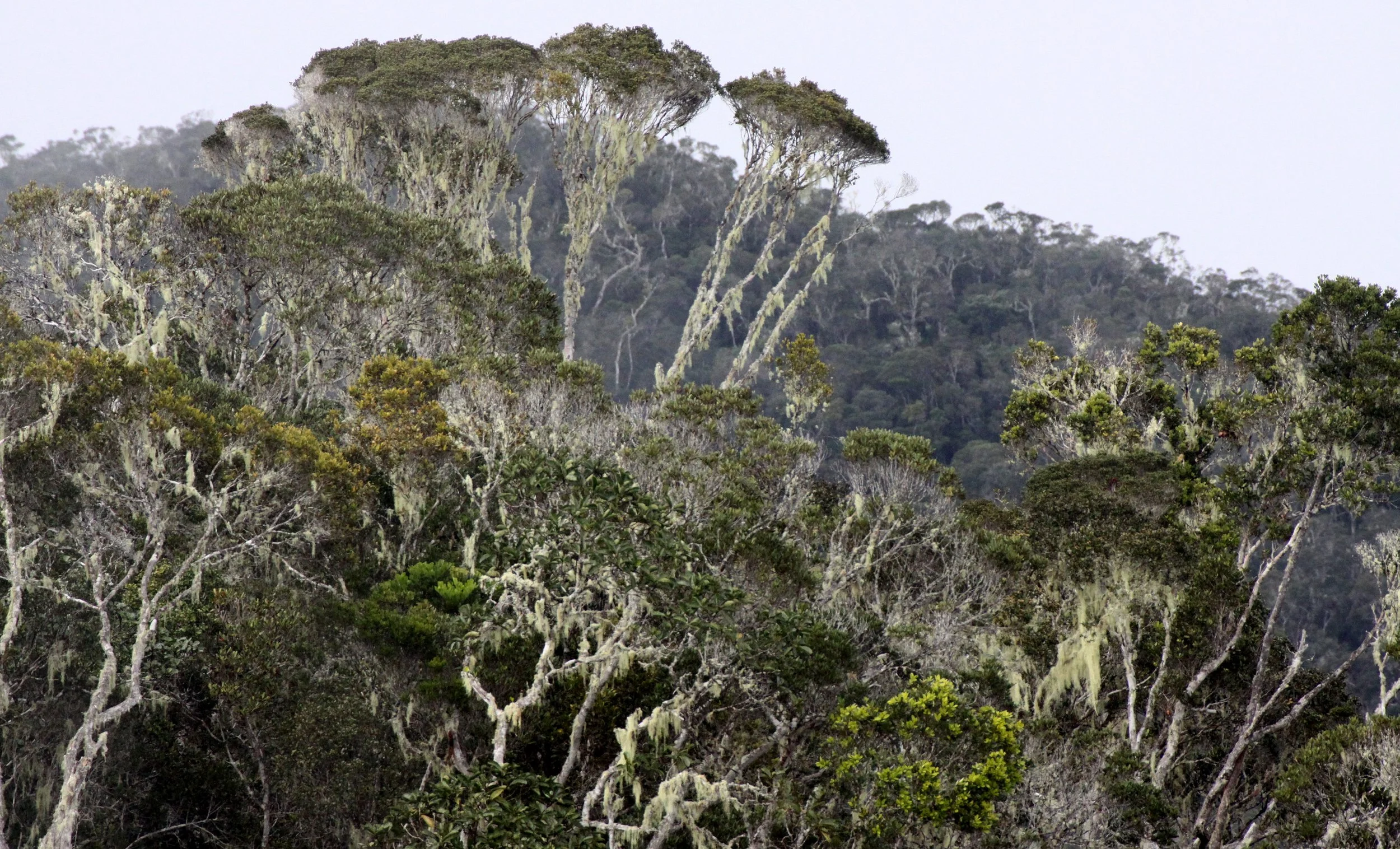 ANDISABE NATIONAL PARK MADAGASCAR - PRIMARY FOREST VIEWS (22).JPG