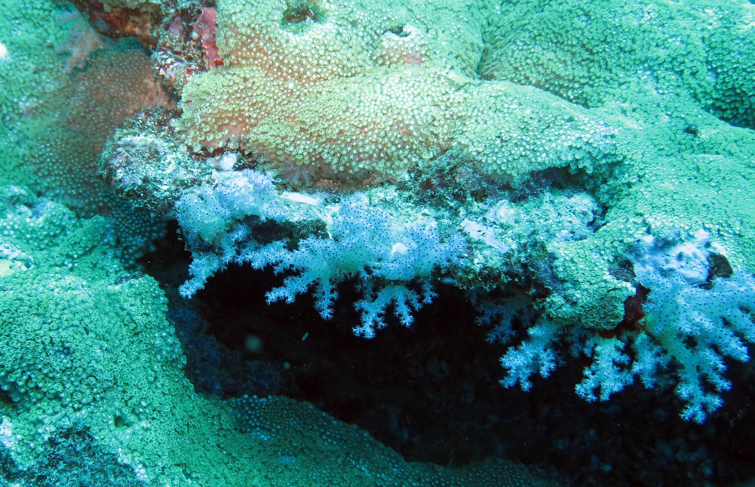2014 Similan Islands Marine Park Thailand ISB Dive Trip (18).JPG