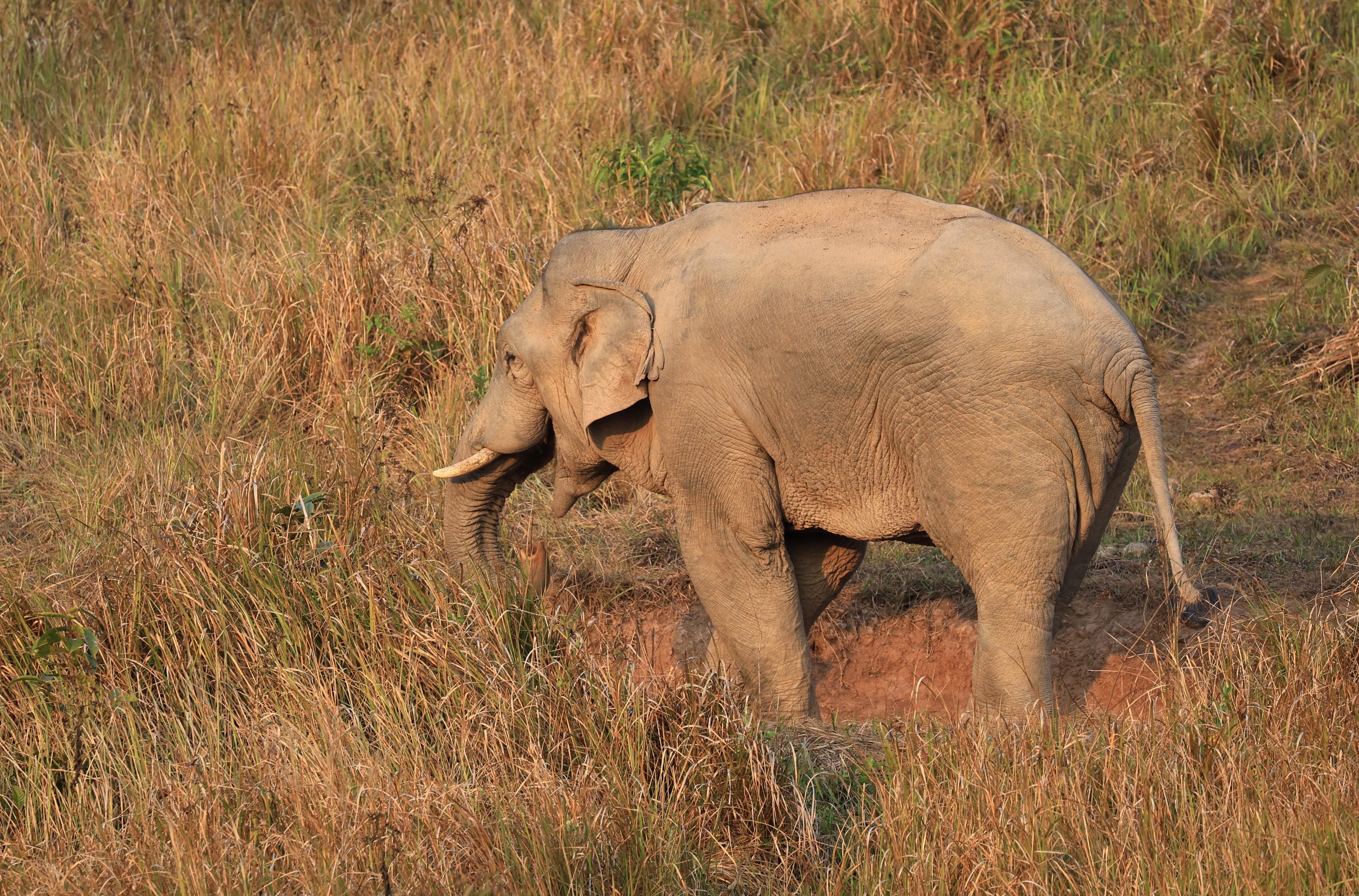Asian Elephant (Elephas maximus) Khao Yai National Park, Thailand (7).jpg