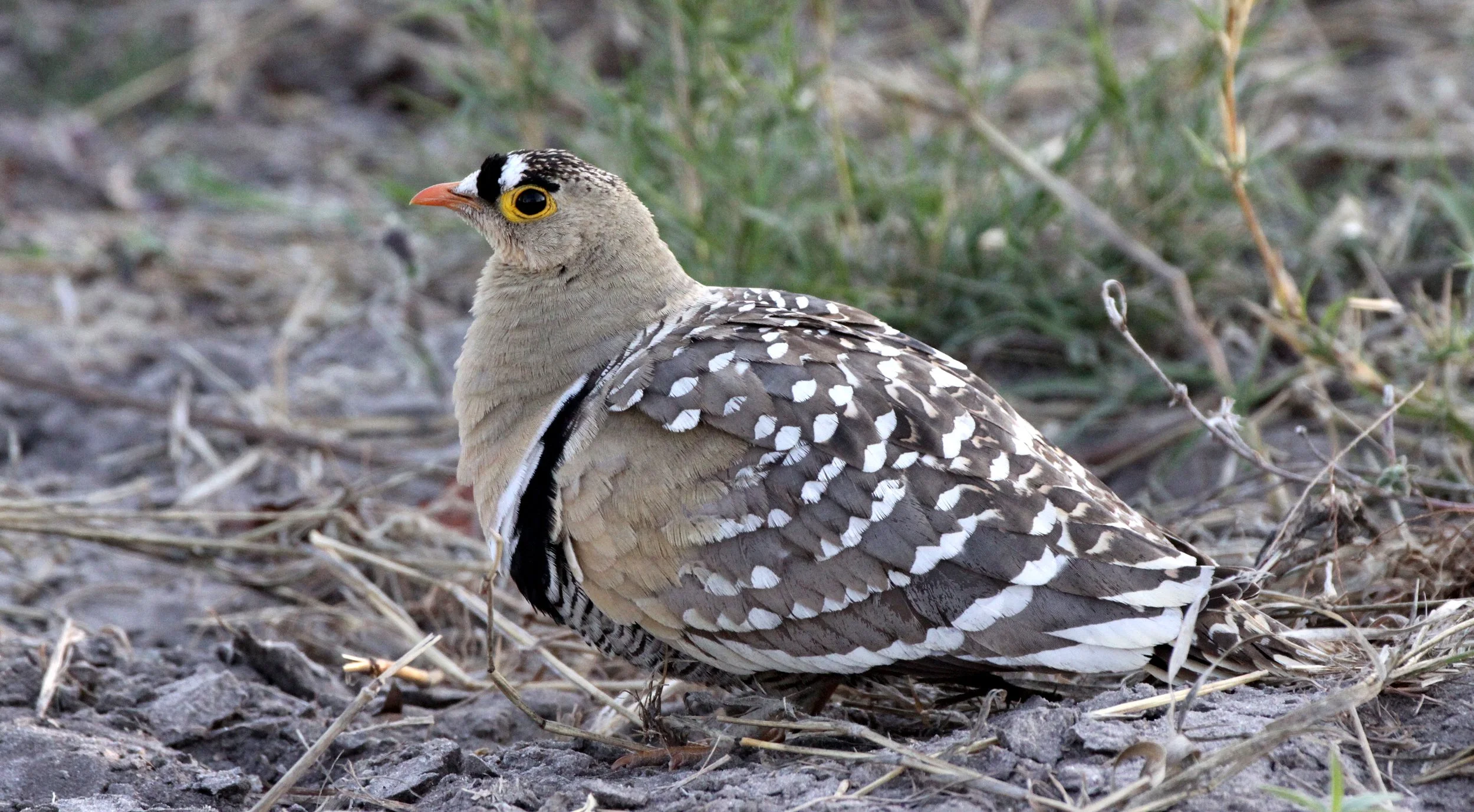 Double-banded Sandgrouse (Pterocles bicinctus) Khwai Camp Okavango Botswana (7).JPG