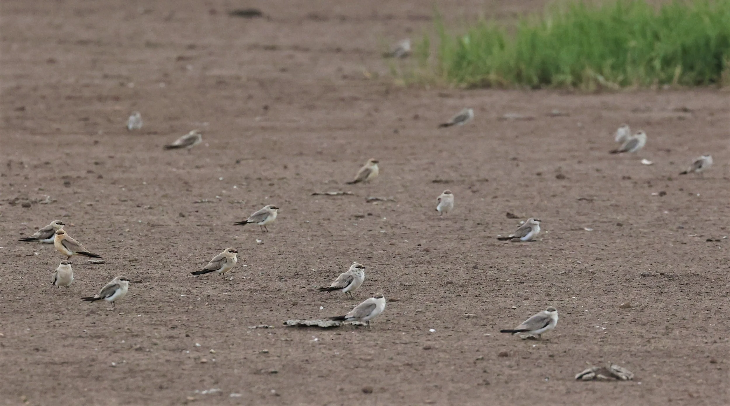 PRATINCOLE - SMALL PRATINCOLE - Glareola lactea - BANG KHAEM NAKHON PATHOM JUNE 3 2022 (3).jpg