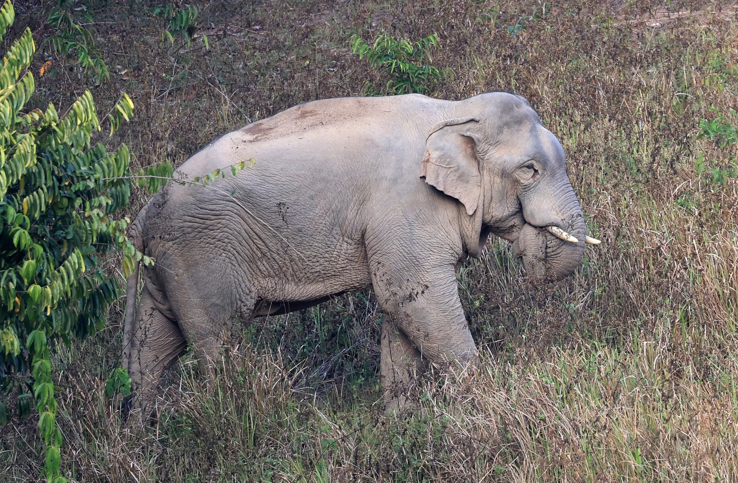 Asian Elephant (Elephas maximus) Khao Yai National Park, Thailand (98).jpg