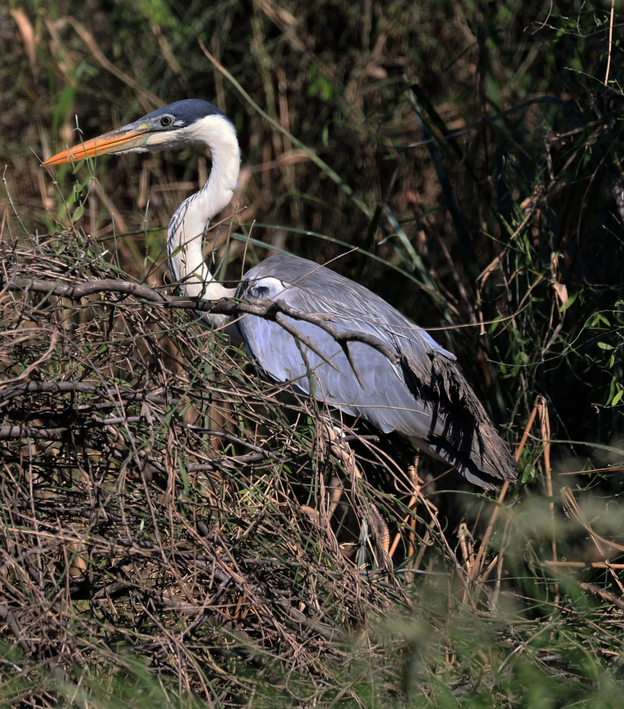 Cocoi Heron (Ardea cocoi) Agua Dulce Paraguay (7).jpg