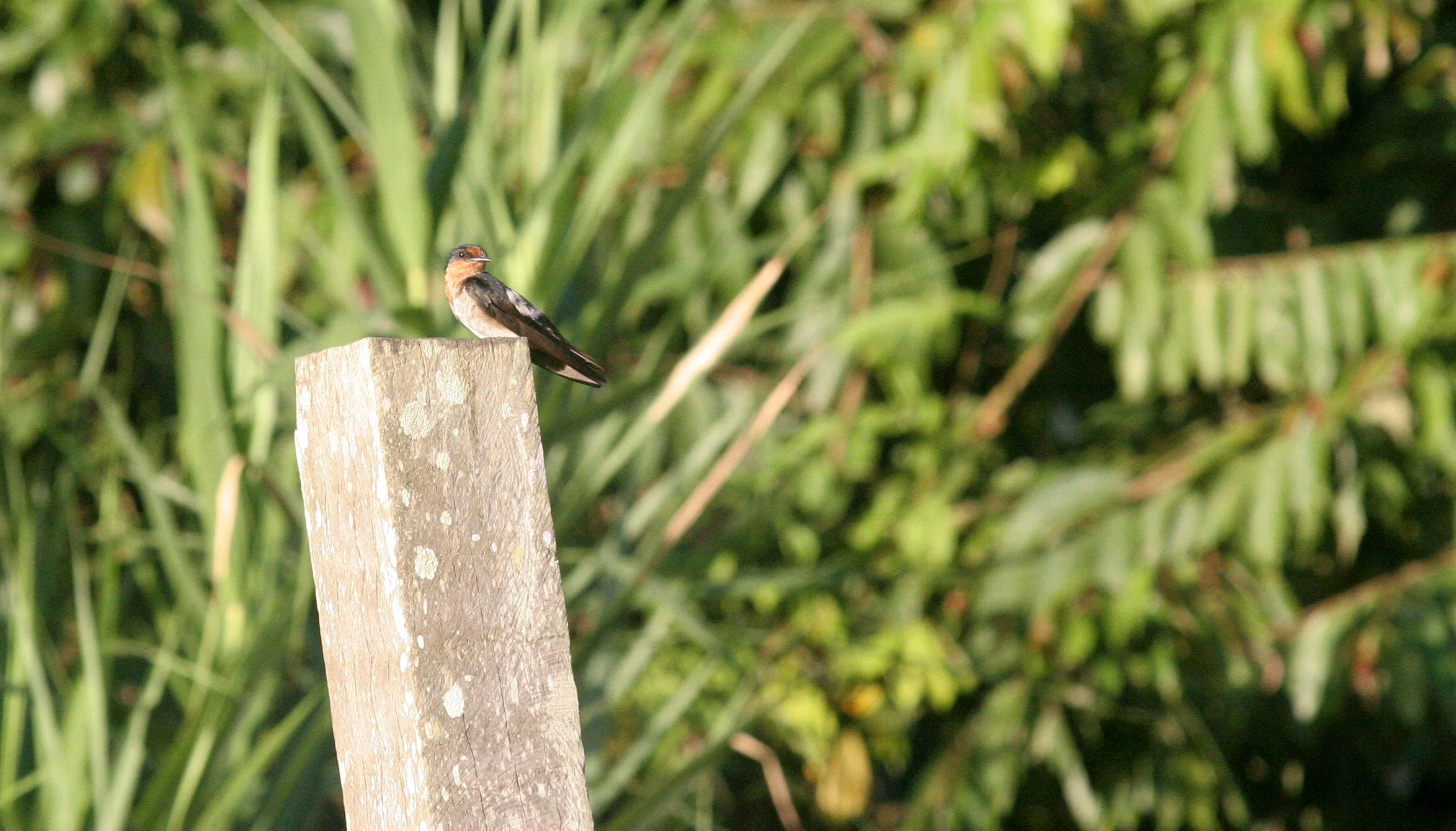 Pacific Swallow (Hirundo tahitica) Kinabatangan River Borneo (3).JPG