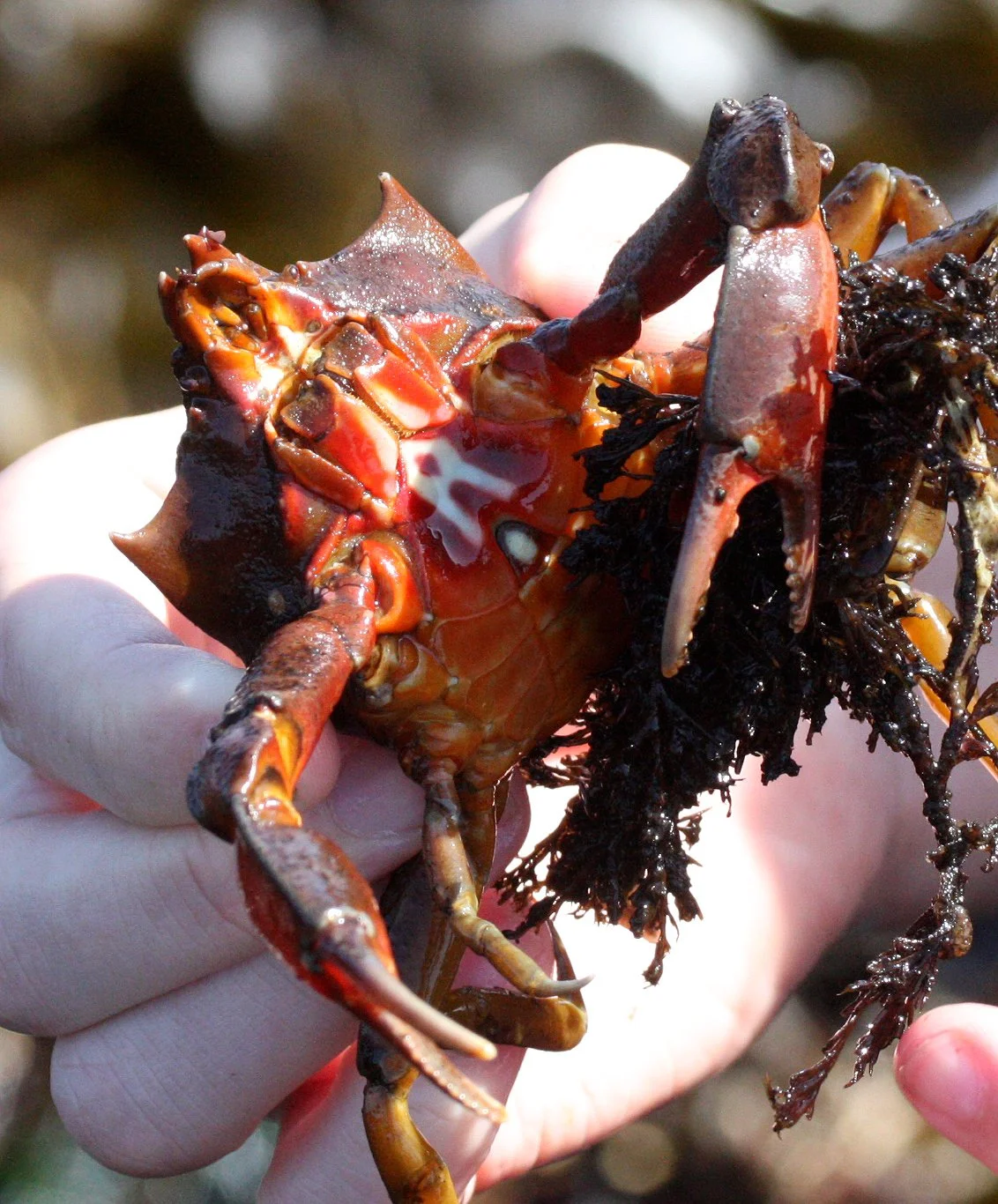 INVERT - MARINE INTERTIDAL - ARTHROPODA - CRAB - KELP CRAB - PUGETTIA SPECIES - SALT CREEK WA (2).JPG