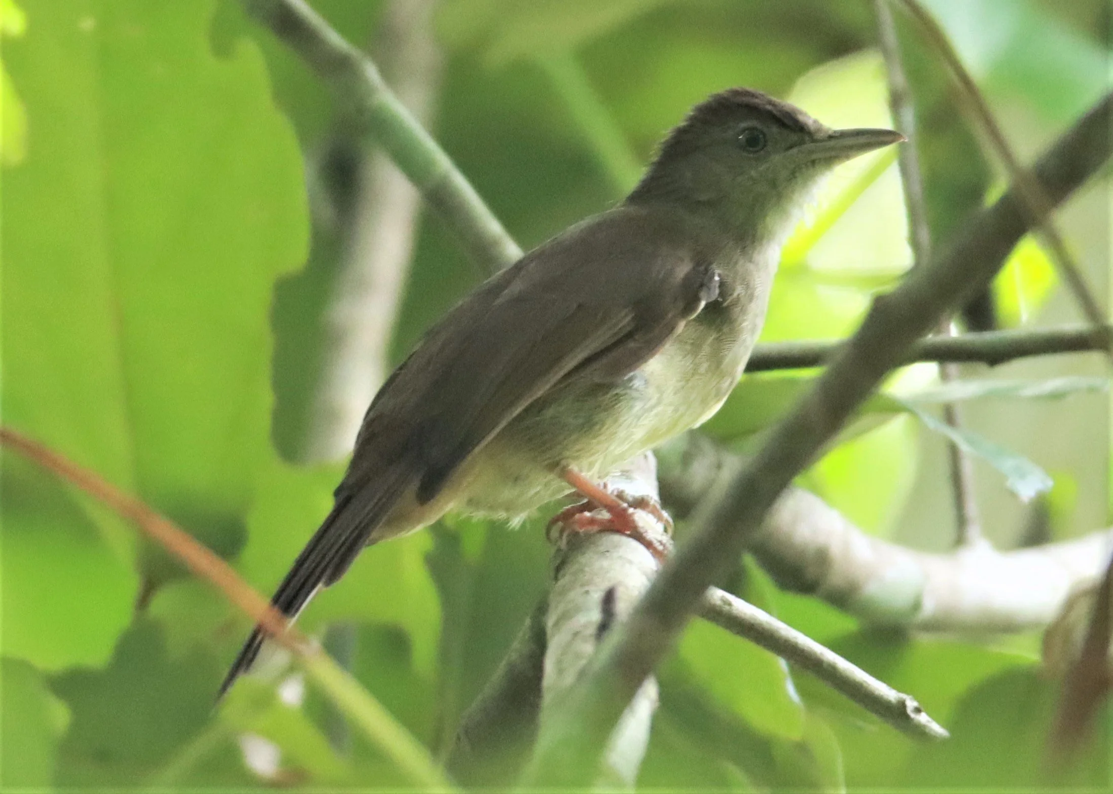 BULBUL - BUFF-VENTED BULBUL - Iole crypta - Sa Nang Manora Forest Park PHANG NGA PROVINCE (3).jpg