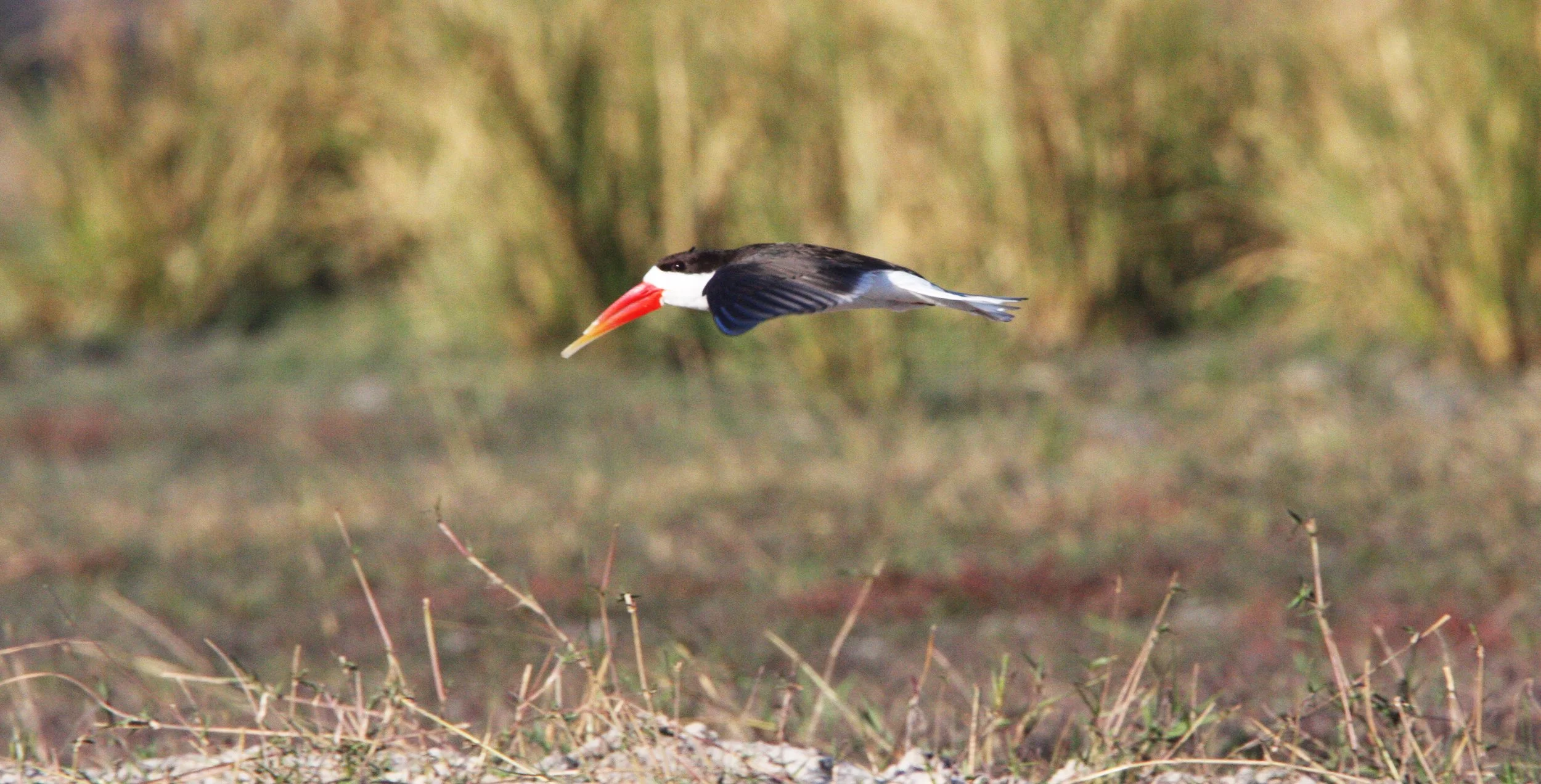 BIRD - SKIMMER - AFRICAN SKIMMER - CHOBE NATIONAL PARK BOTSWANA (13).JPG