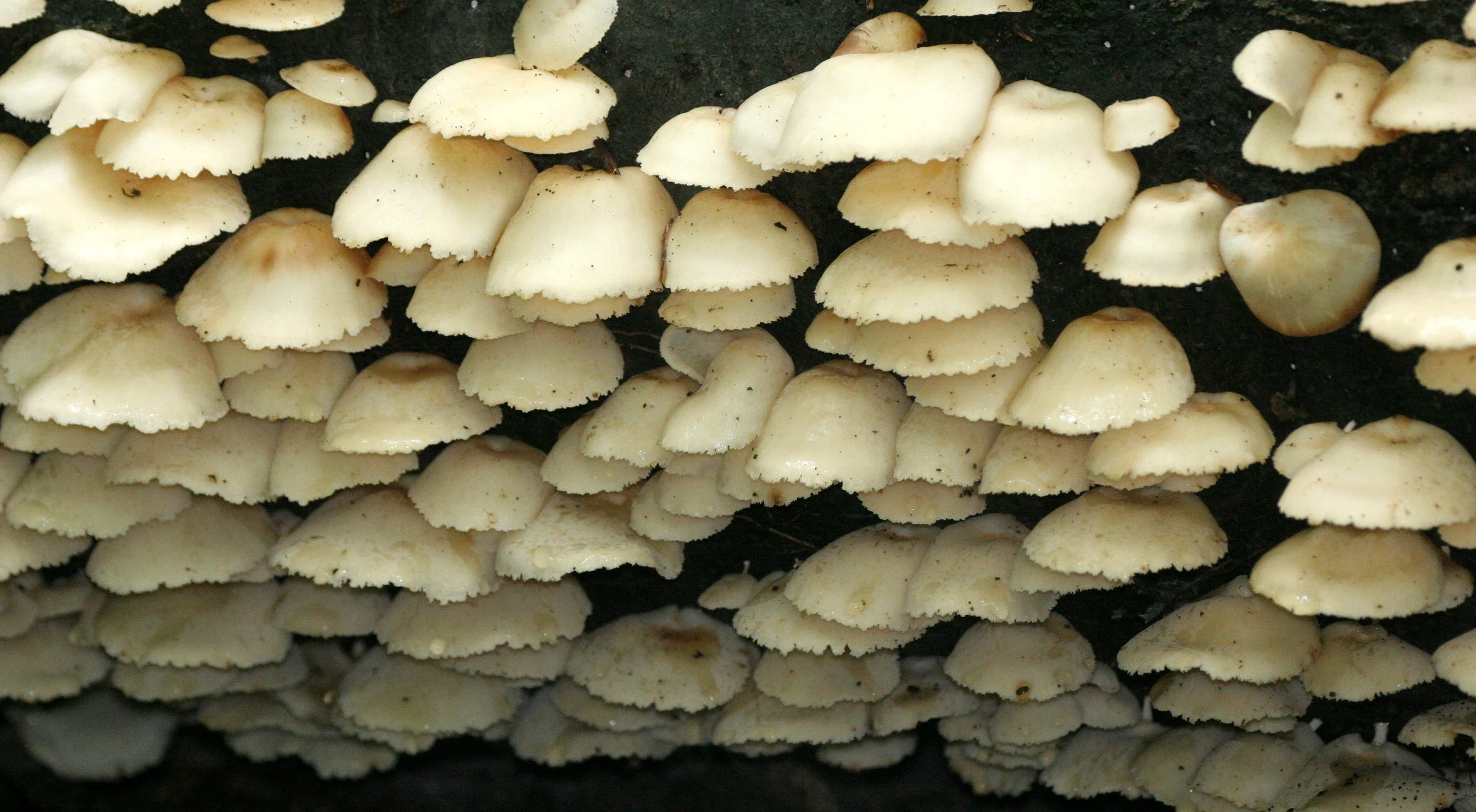KINABATANGAN RIVER BORNEO - FUNGI SPECIES (4).JPG