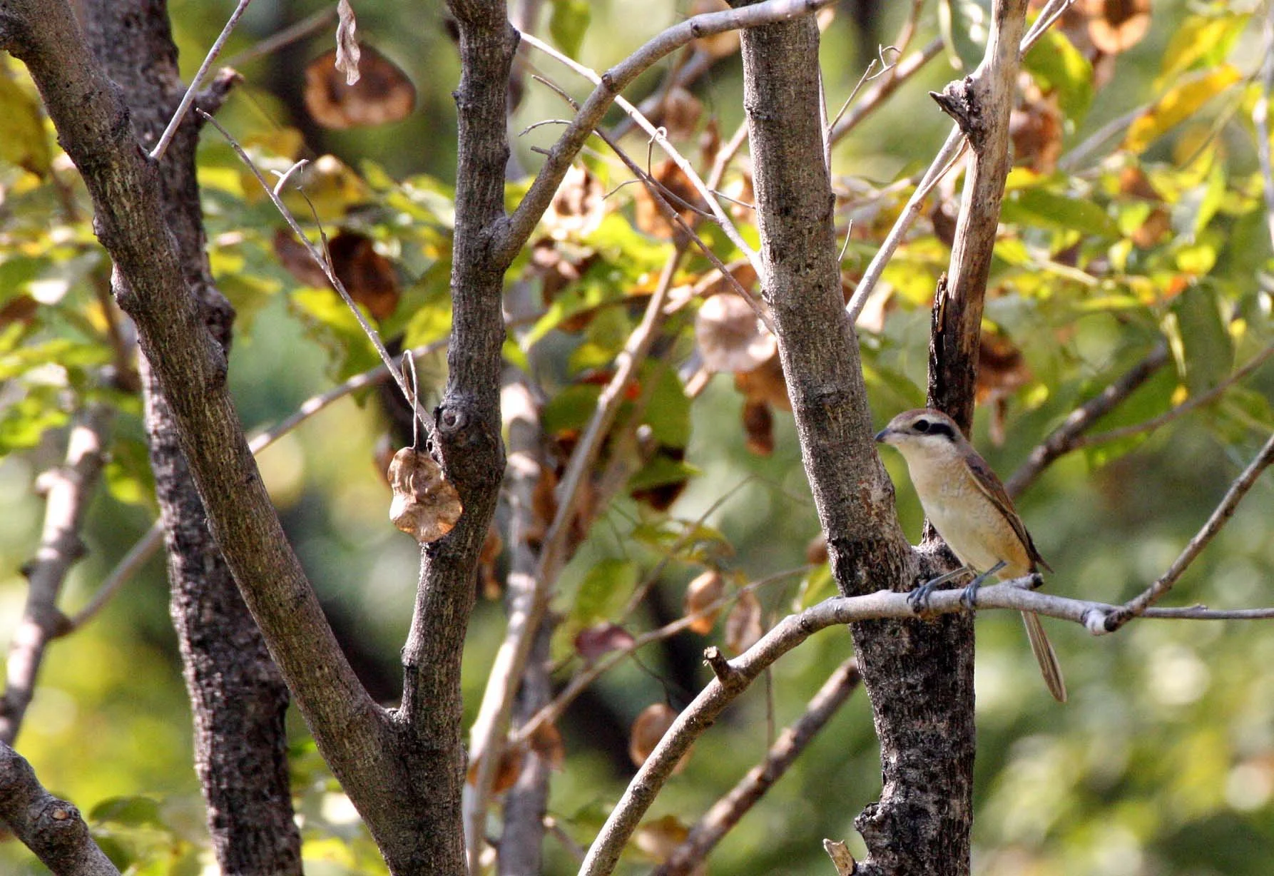 Brown Shrike (Lanius cristatus) Lumpini Park Bangkok (2).JPG