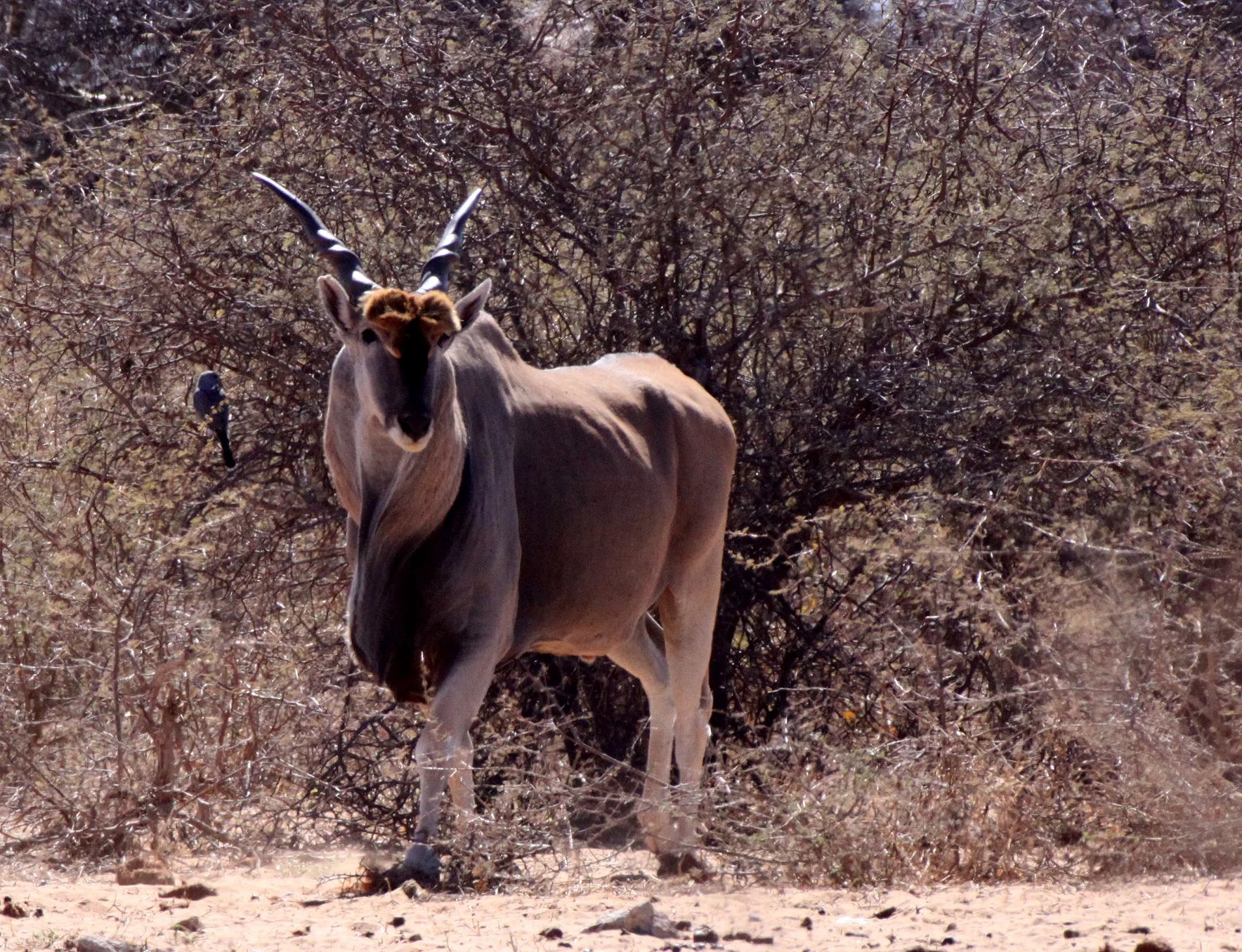 ELAND - LIVINGSTONE'S ELAND - Taurotragus oryx livingstonei - ETOSHA NATIONAL PARK NAMIBIA (2).JPG