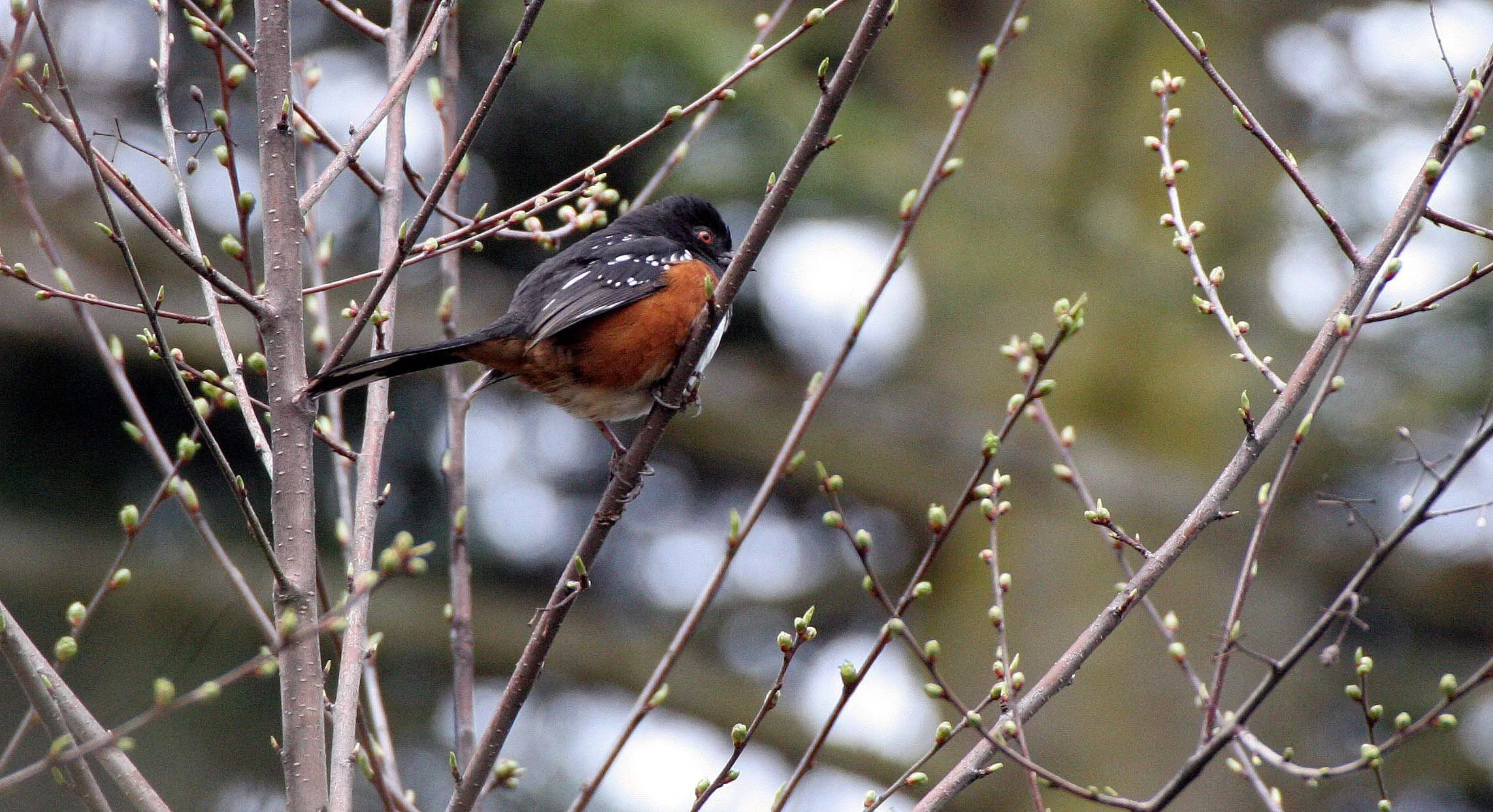 Spotted Towhee (Pipilo maculatus) Lake Farm Trails Olympic Peninsula Washington (9).JPG