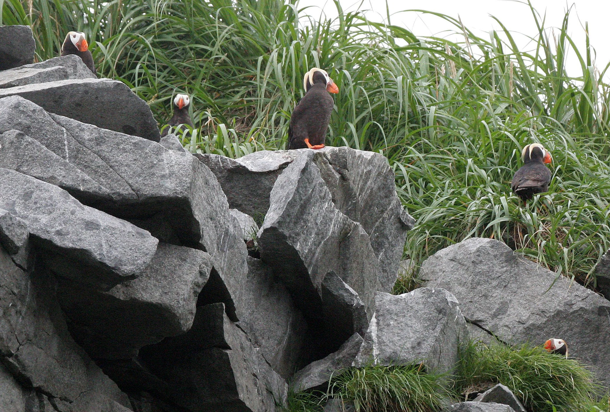 Fratercula cirrhata - TUFTED PUFFIN - COAST OF KAMCHATKA (83).jpg