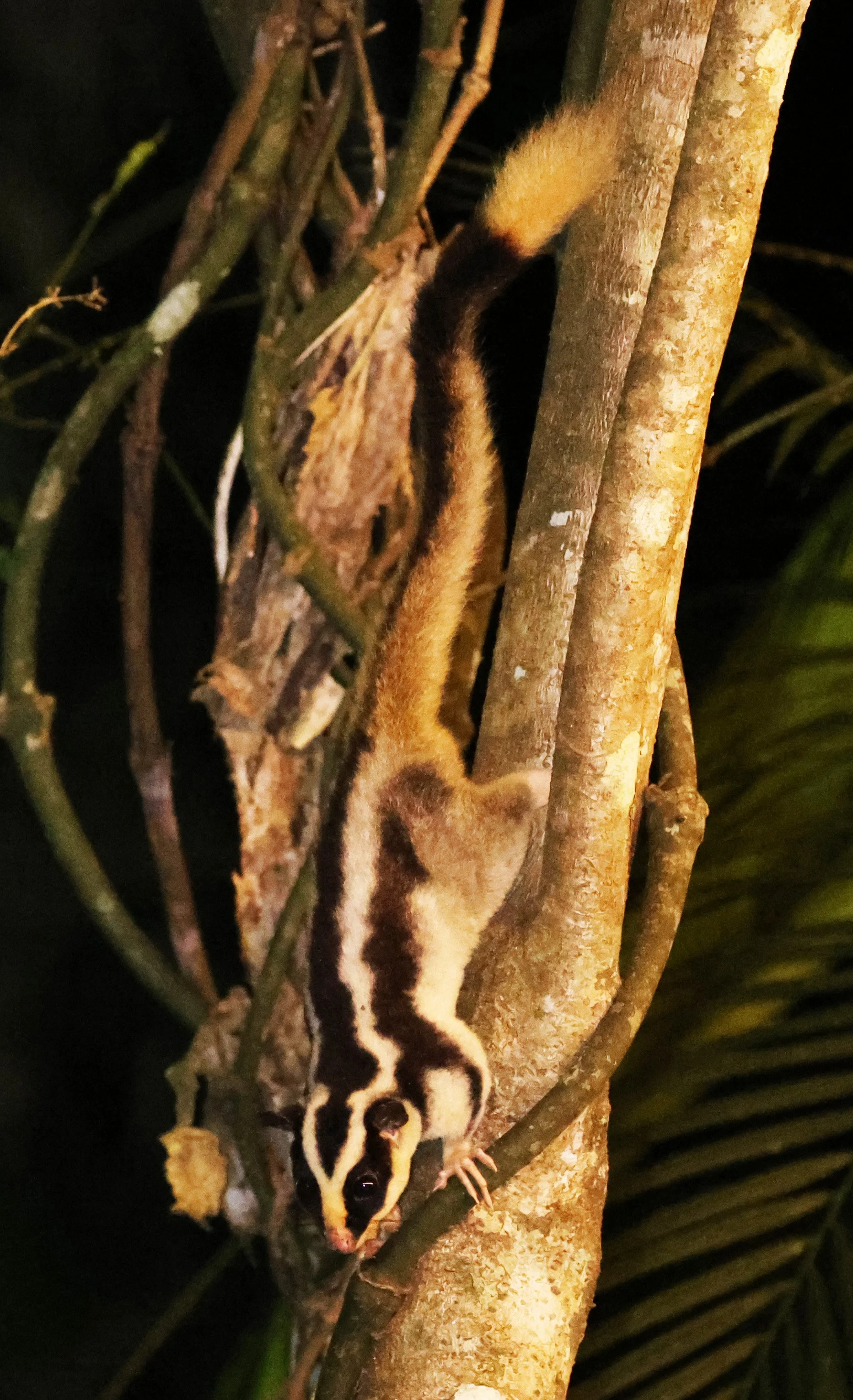 Striped Possum (Dactylopsila trivirgata) Chambers Lodge Atherton Tablelands - Queensland (5).JPG