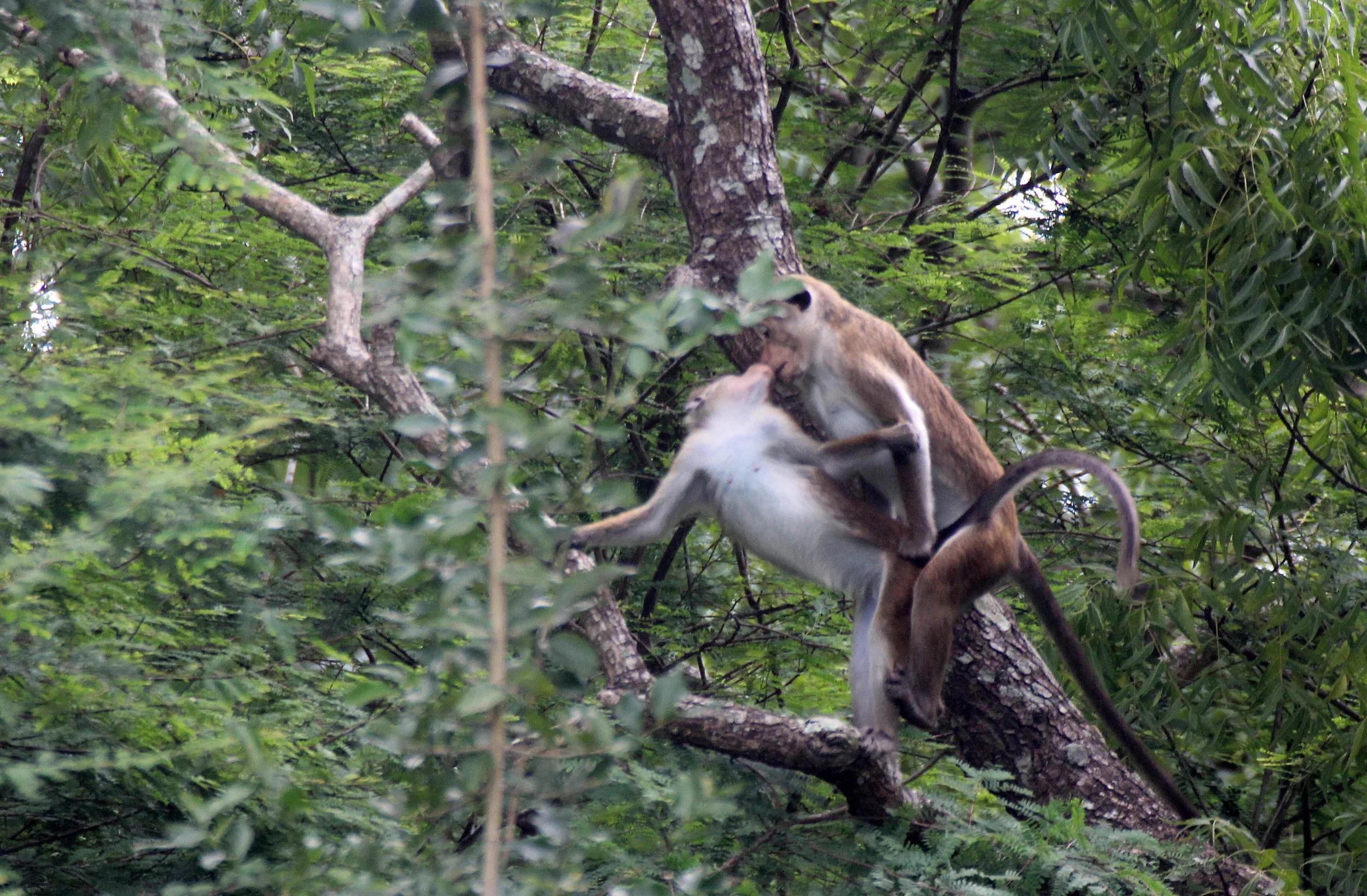 CERCOPITHECIDAE - Macaca sinica sinica - DRY ZONE TOQUE MACAQUE - SIRIGIYA FOREST AND FORTRESS AREA SRI LANKA - PHOTO BY SOM SMITH (16).JPG
