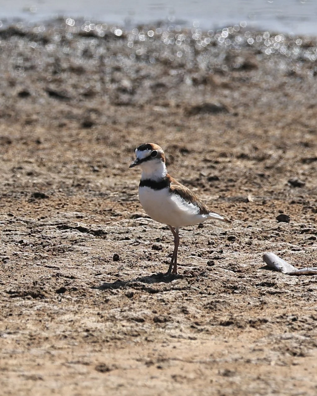 Collared Plover (Anarhynchus collaris) Chaco Lodge & Laguna Salada Paraguay (8).jpg