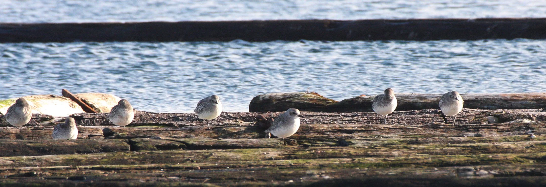 BIRD - PLOVER - BLACK-BELLIED PLOVER - PA HARBOR (2).JPG