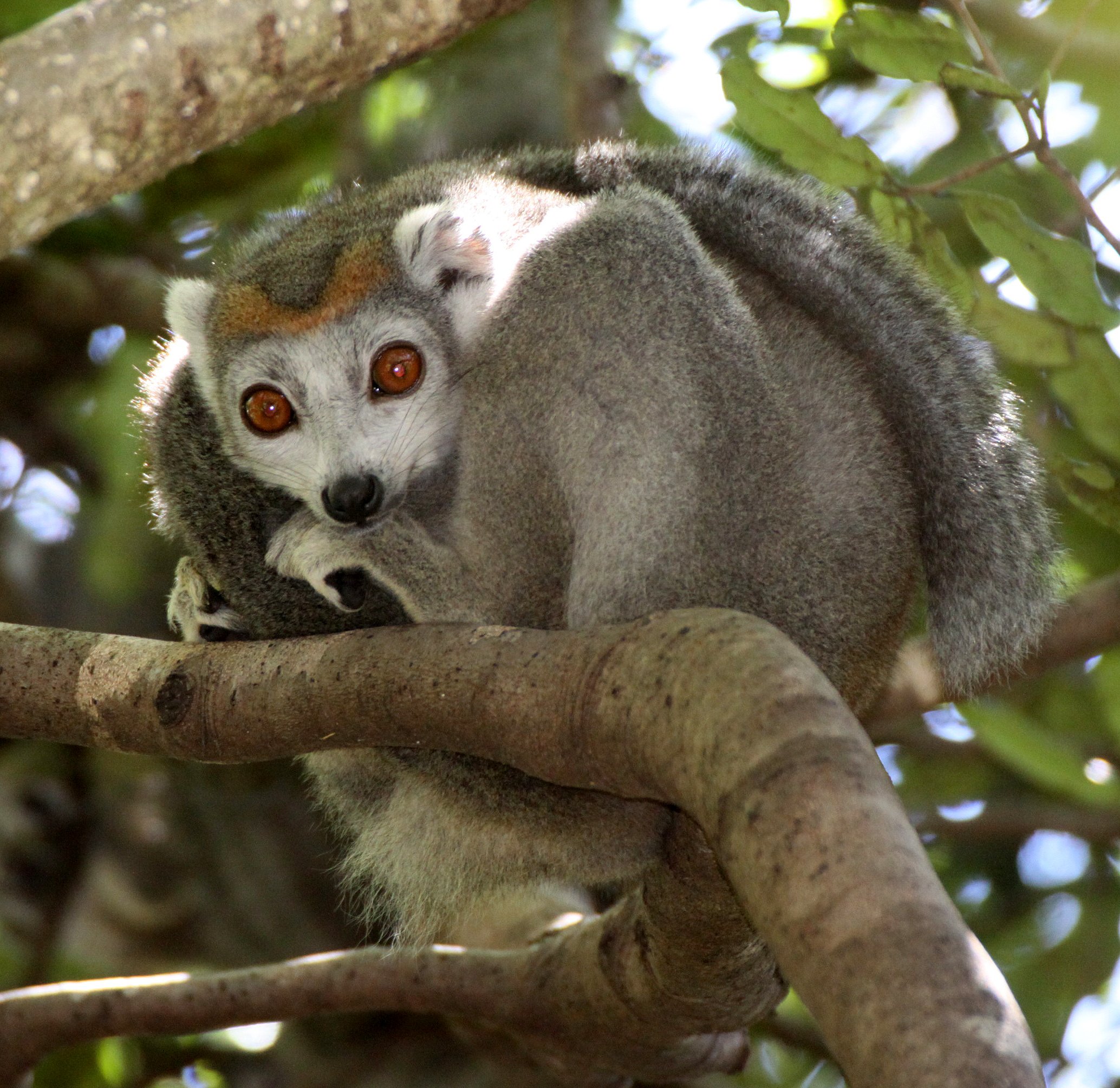 LEMURIDAE - Eulemur coronatus - CROWNED LEMUR - ANKARANA NATIONAL PARK MADAGASCAR (45).JPG