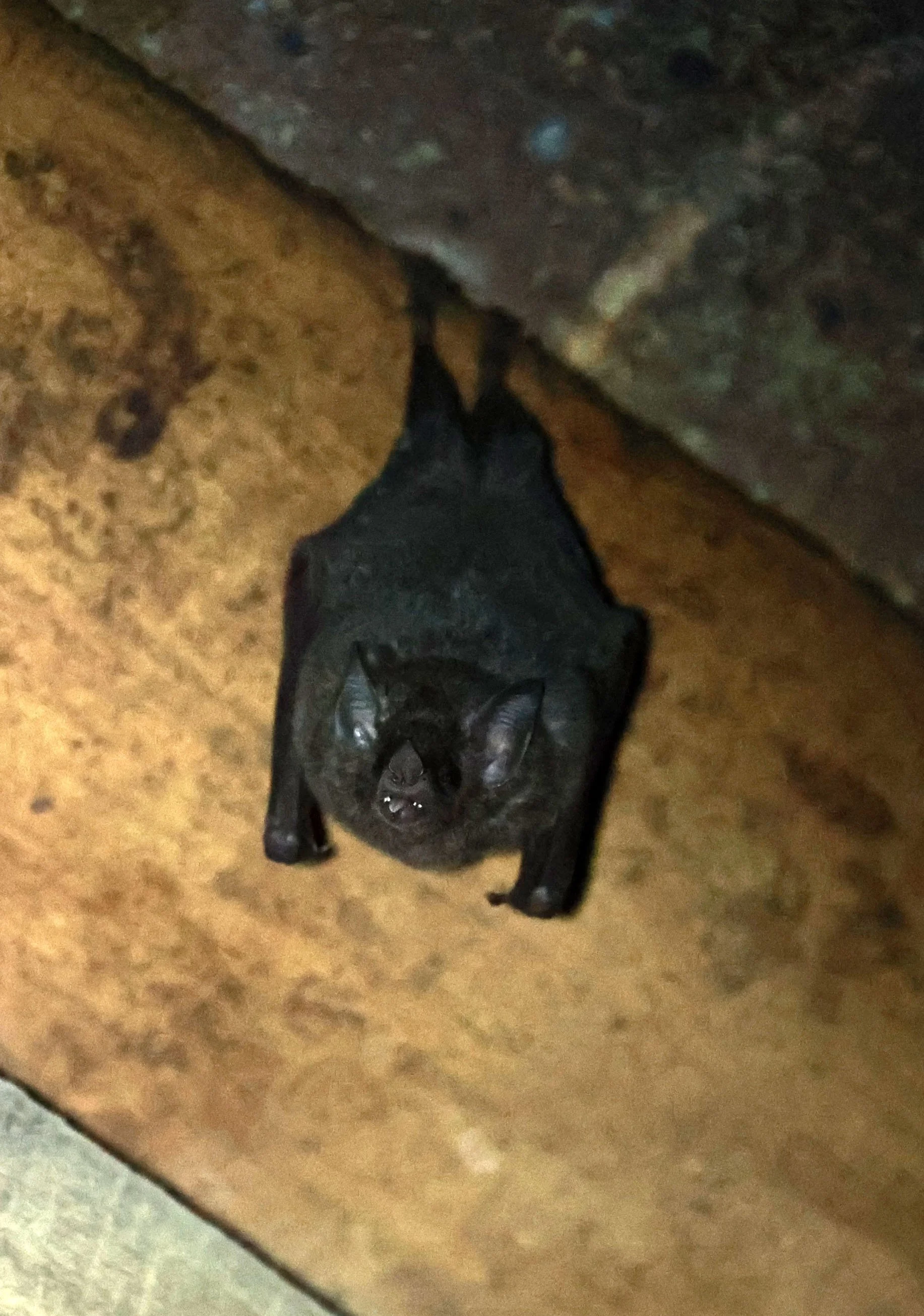 Glossophaga soricina - Pallas's Long-tongued Bat - Pantanal - Mato Grosso, Transpantaneira M-060 (17).jpg