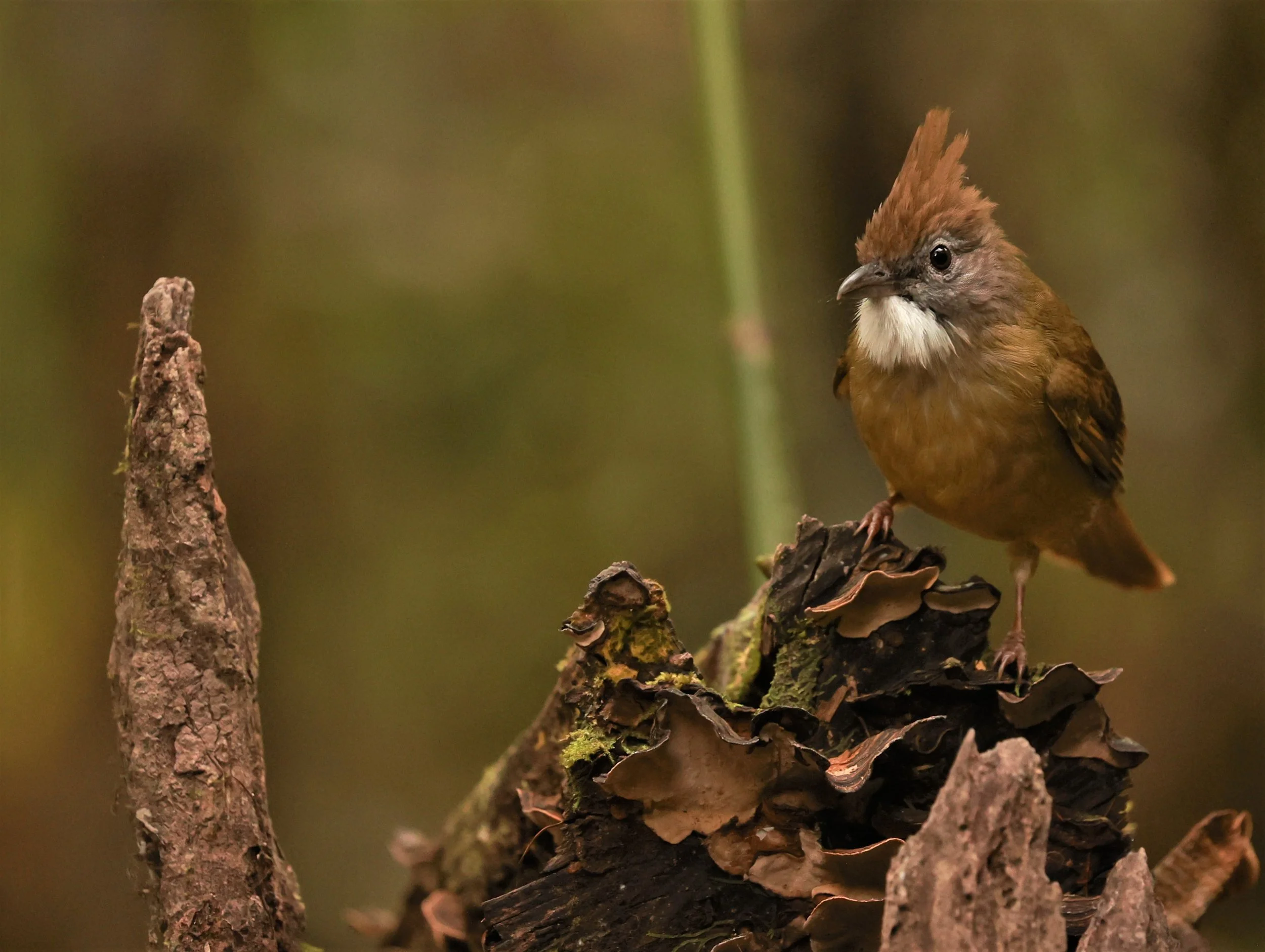 BULBUL - PUFF-THROATED BULBUL - Alophoixus pallidus - PHU KHIEO WILDLIFE SANCTUARY LOEI PROVINCE (19).jpg
