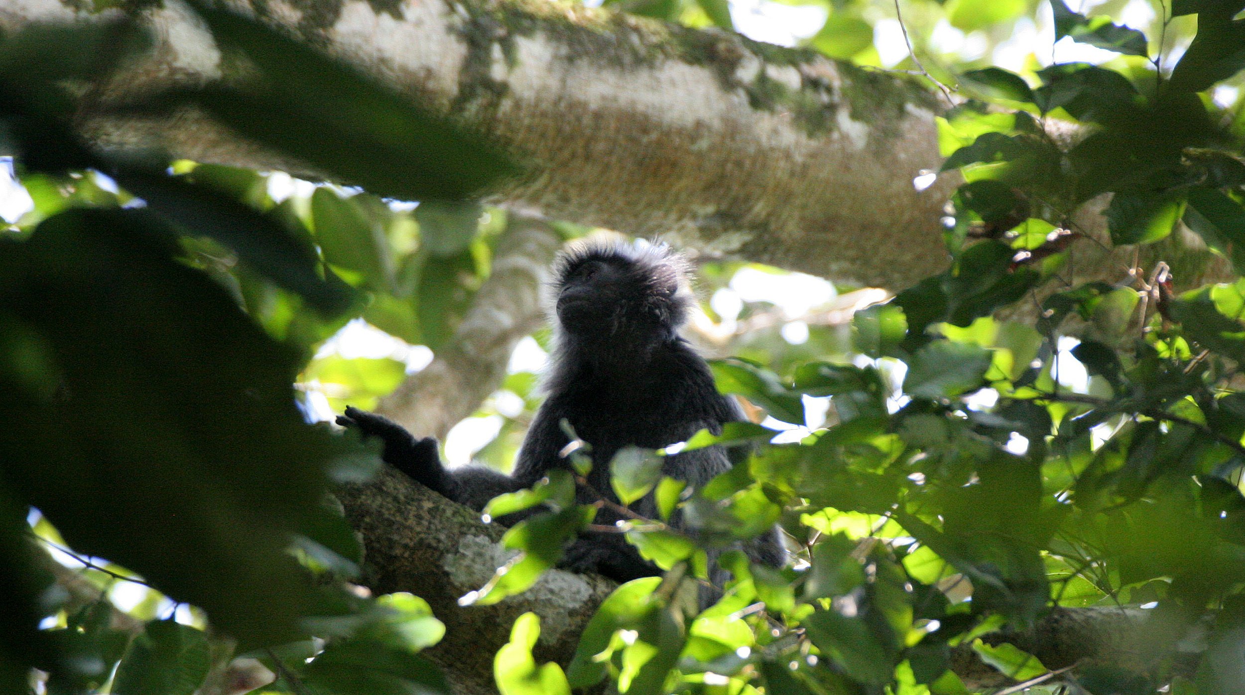 CERCOPITHECIDAE - Trachypithecus cristatus cristatus - SILVERED LANGUR - SABAH KINABATANGAN RIVER BORNEO (12).JPG
