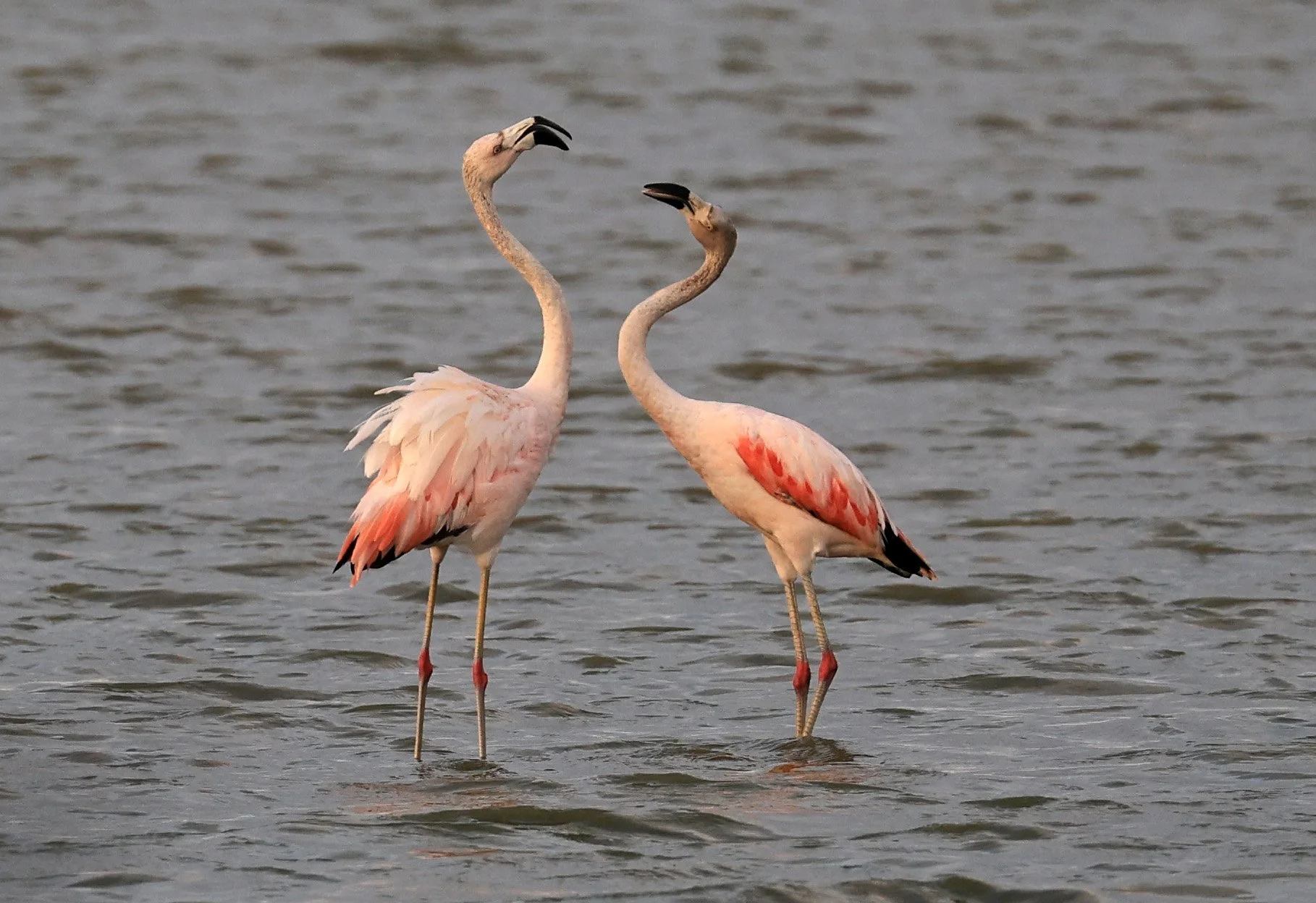 Chilean Flamingo (Phoenicopterus chilensis) Chaco Lodge & Laguna Salada Paraguay (64).jpg