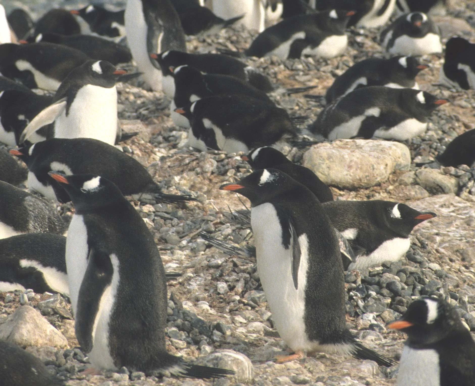 Gentoo Penguin (Pygoscelis papua) Antarctic Peninsula scanned slides 1996 (8).jpg