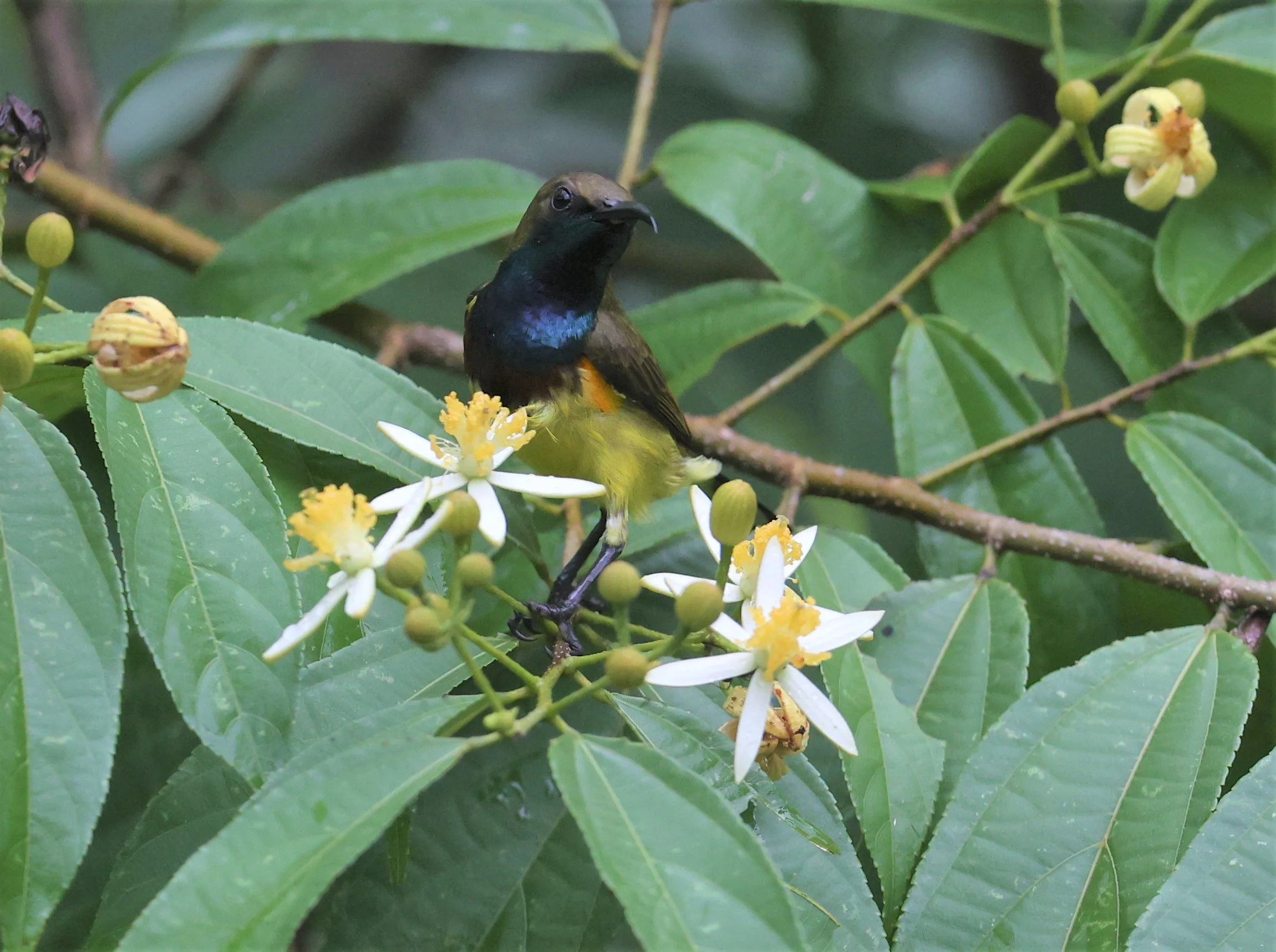 SUNBIRD - OLIVE-BACKED SUNBIRD - Nectarinia jugularis - KAENG KRACHAN NATIONAL PARK 16 OCT 2021 (86).jpg
