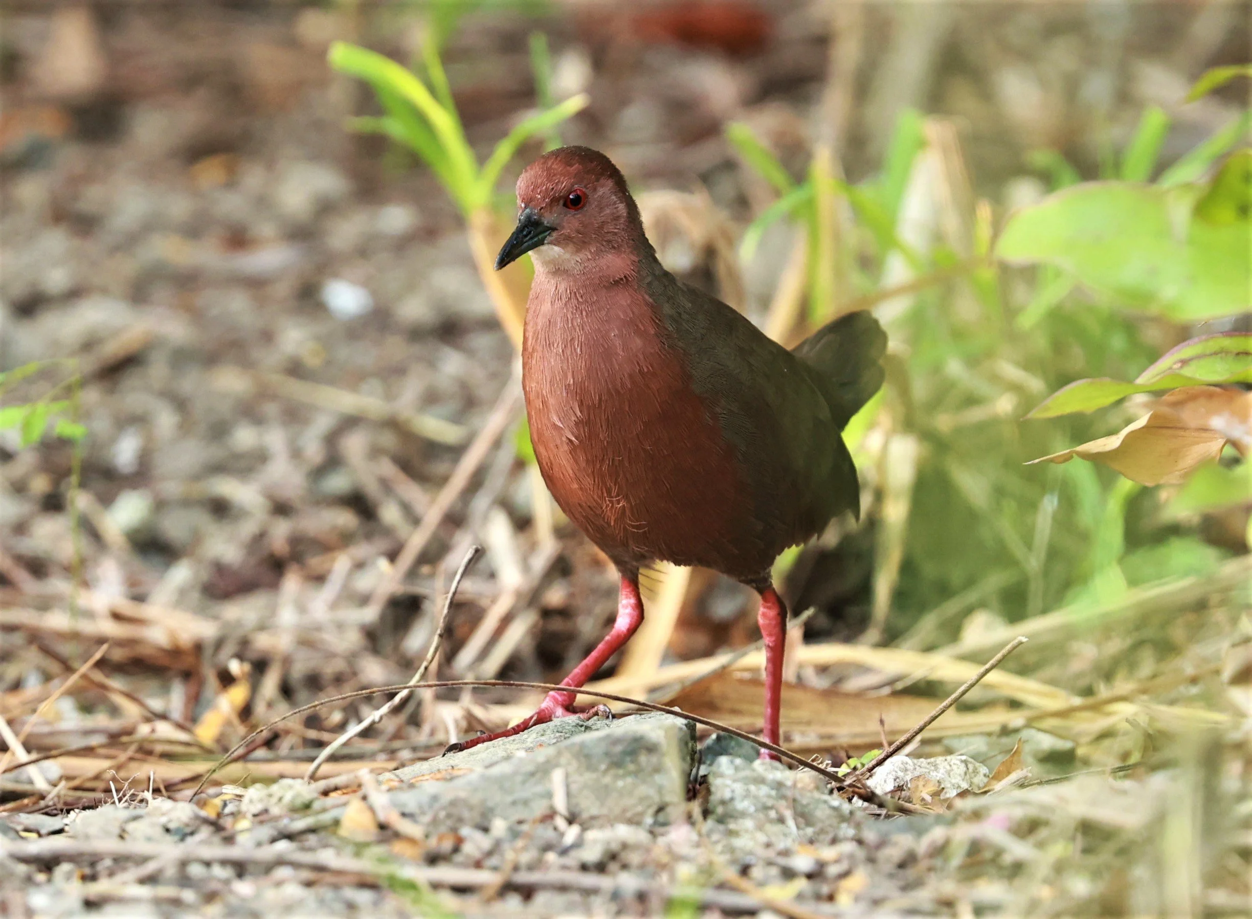 Ruddy-breasted Crake (Porzana fusca) Kaeng Krachan NP Vicinity (6).jpg