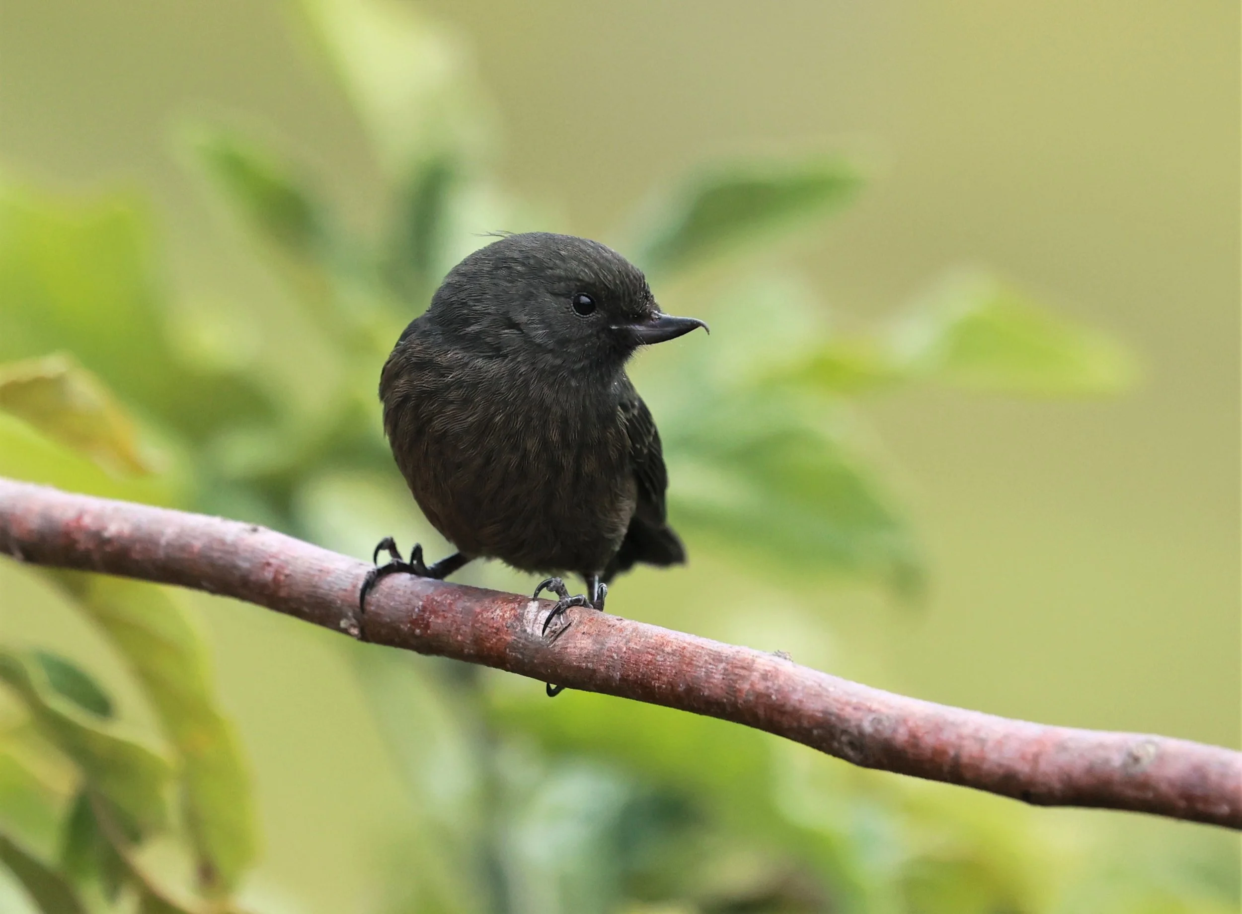 Flowerpiercer - Black Flowerpiercer - Diglossa humeralis - Antisana National Park, Eastern Andes Ecuador (2).jpg