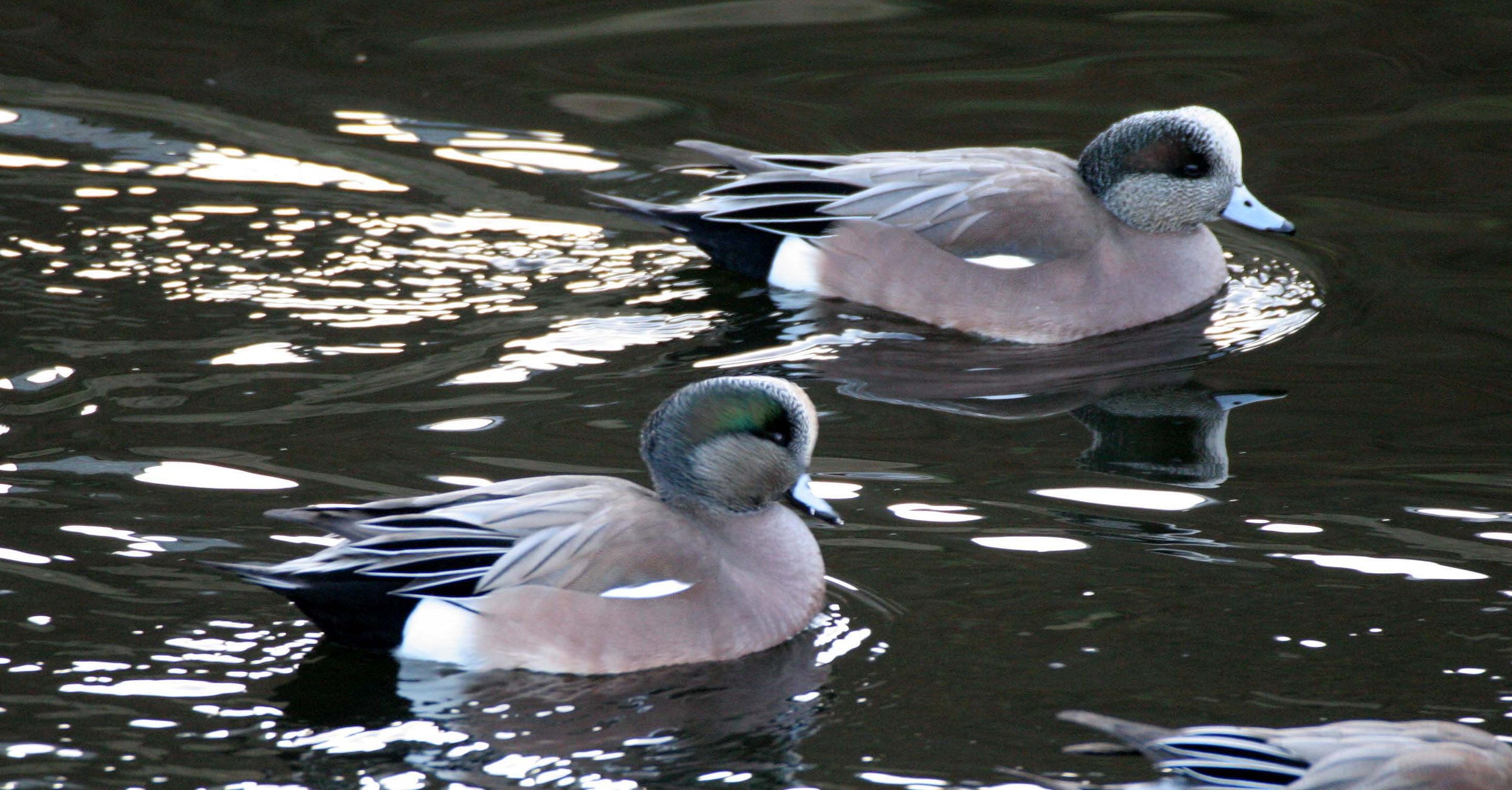 WIGEON - AMERICAN WIGEON - Mareca americana - PORT ANGELES HARBOR WASHINGTON (11).JPG