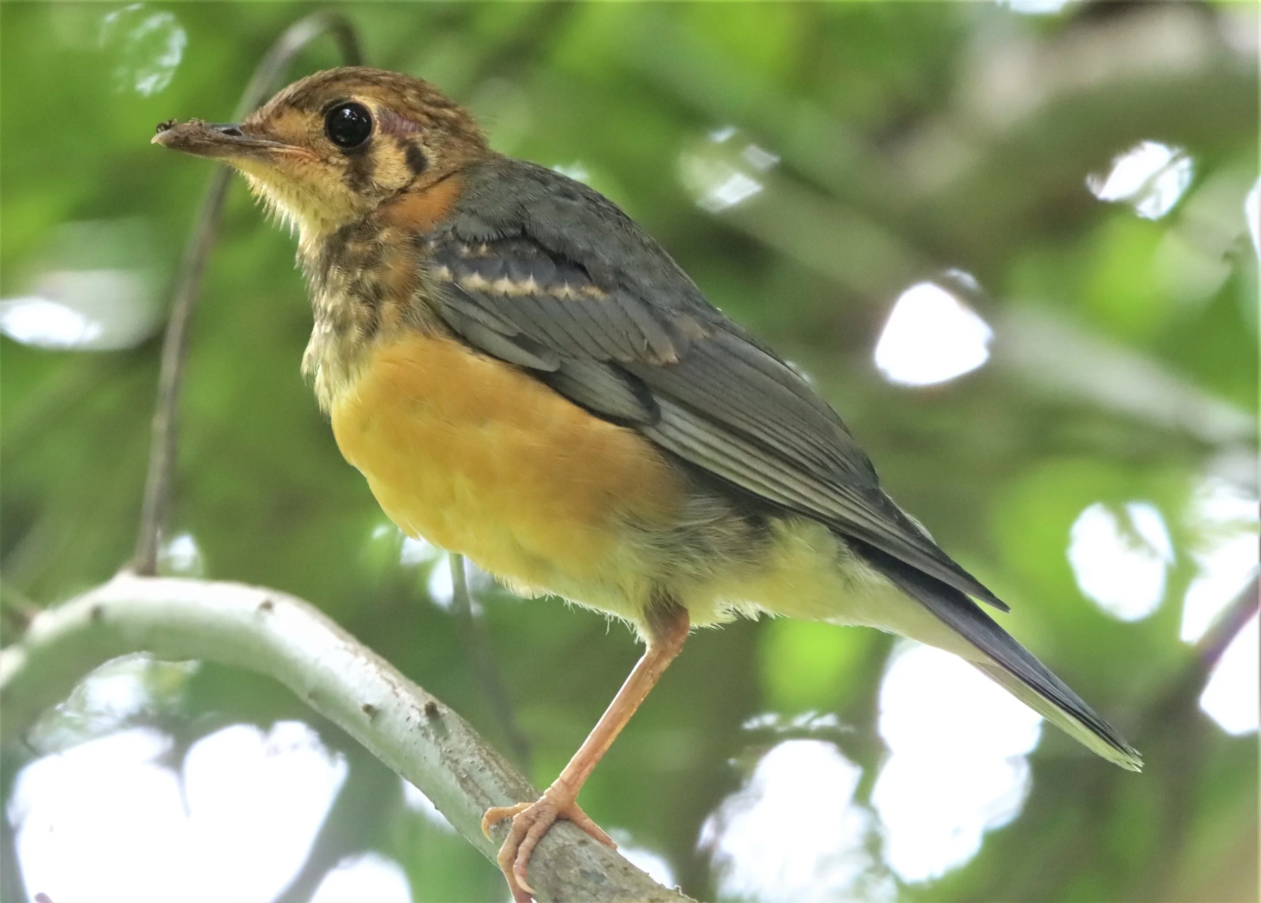 Orange-headed Thrush (Zoothera citrina) Doi Ang Kang Chiang Mai (29).jpg