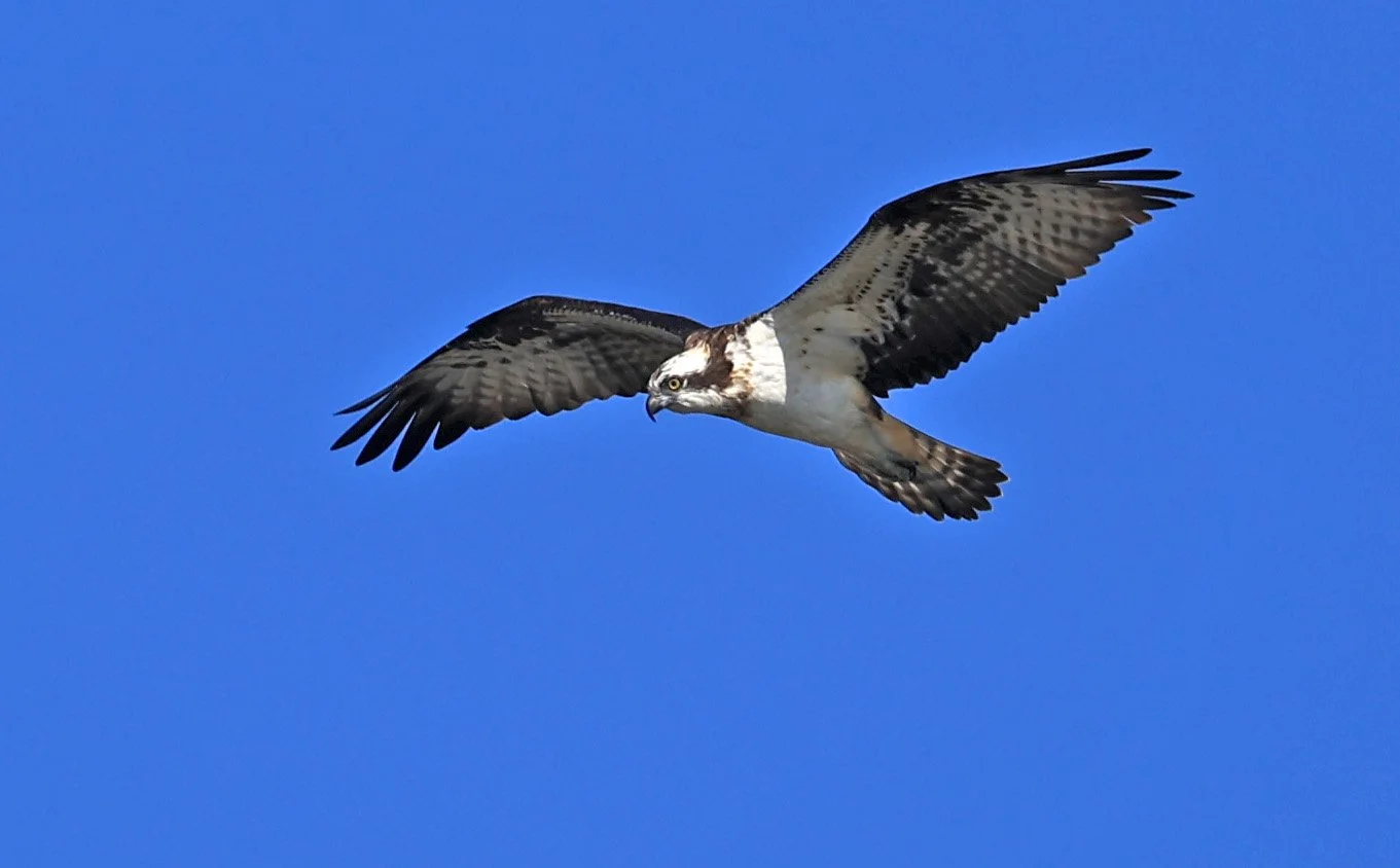 Western osprey (Pandion haliaetus) Shimotonda Sadowaracho Birding Ponds Miyazaki Kyushu Japan (15).jpg