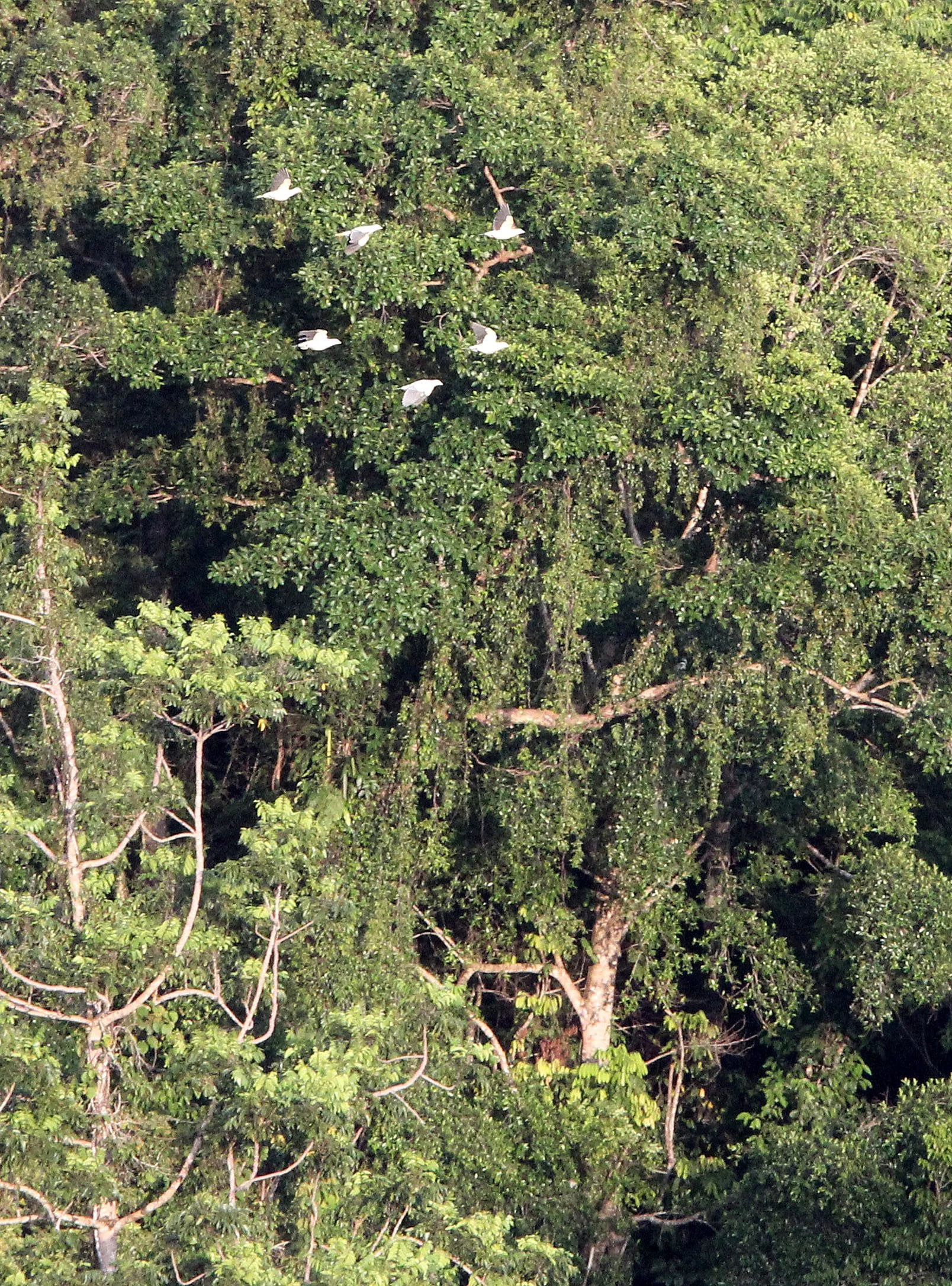 Silver-tipped Imperial-Pigeon (Ducula luctuosa) Tangkoko NP Sulawesi Indonesia (1).JPG
