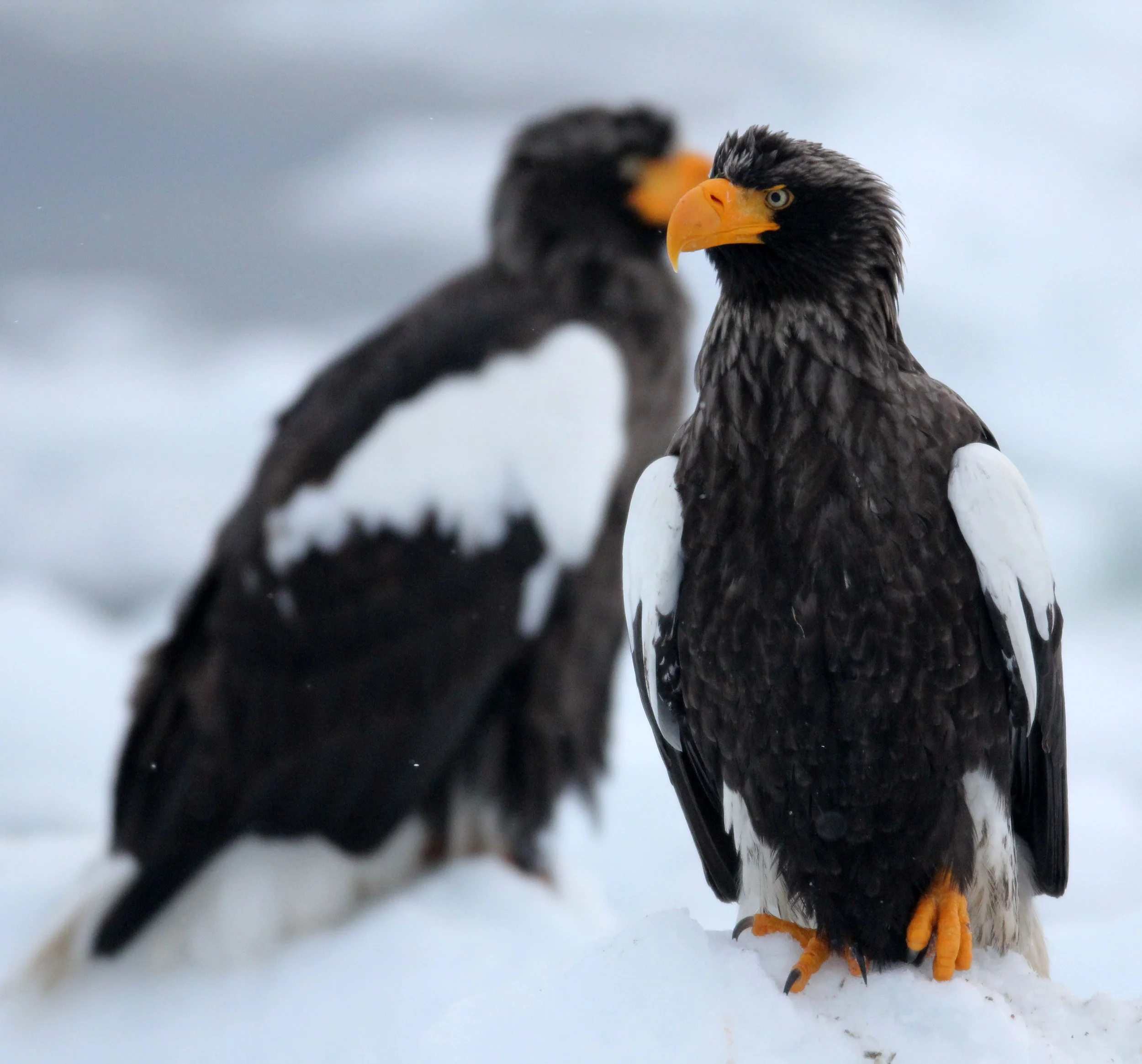 Haliaeetus pelagicus - STELLER'S SEA EAGLE - RAUSU, SHIRETOKO PENINSULA, HOKKAIDO JAPAN (323).JPG