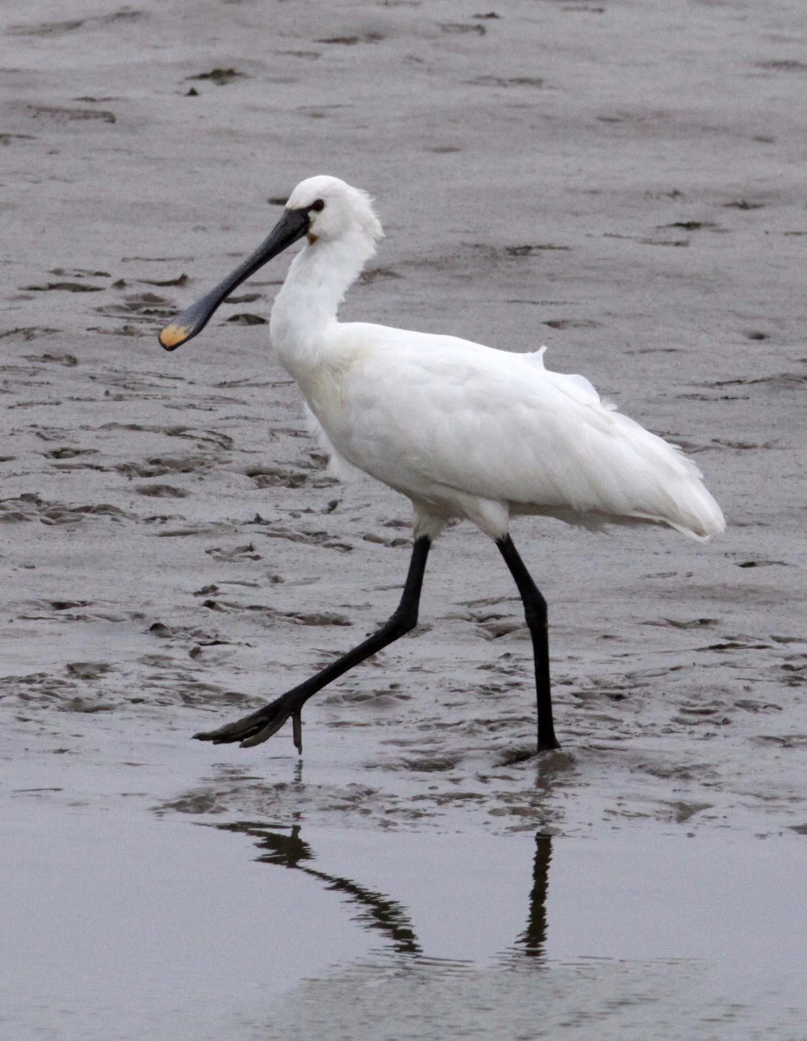 SPOONBILL - EURASIAN SPOONBILL - Platalea leucorodia - YANCHENG CHINA (33).JPG