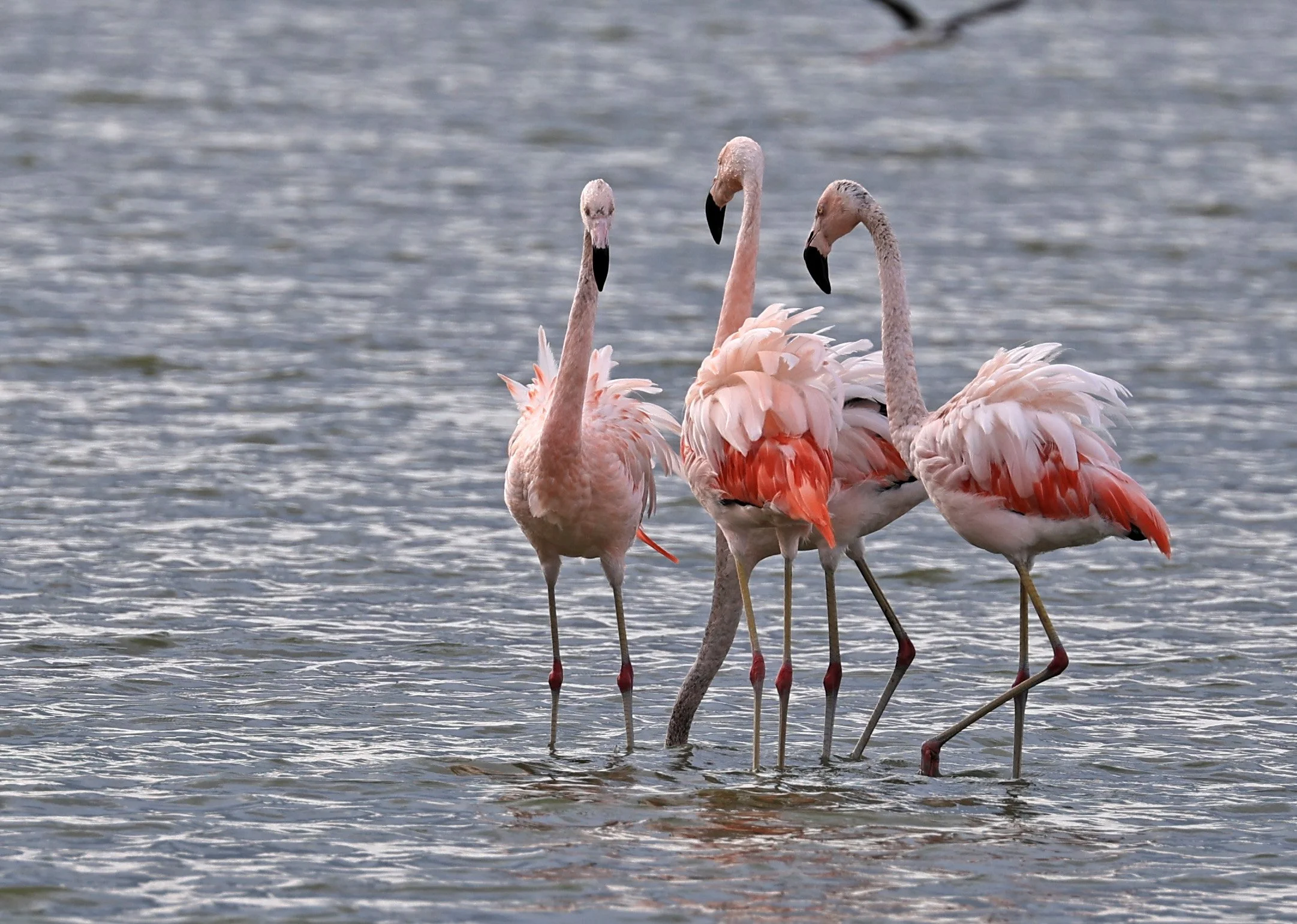 Chilean Flamingo (Phoenicopterus chilensis) Chaco Lodge & Laguna Salada Paraguay (33).jpg