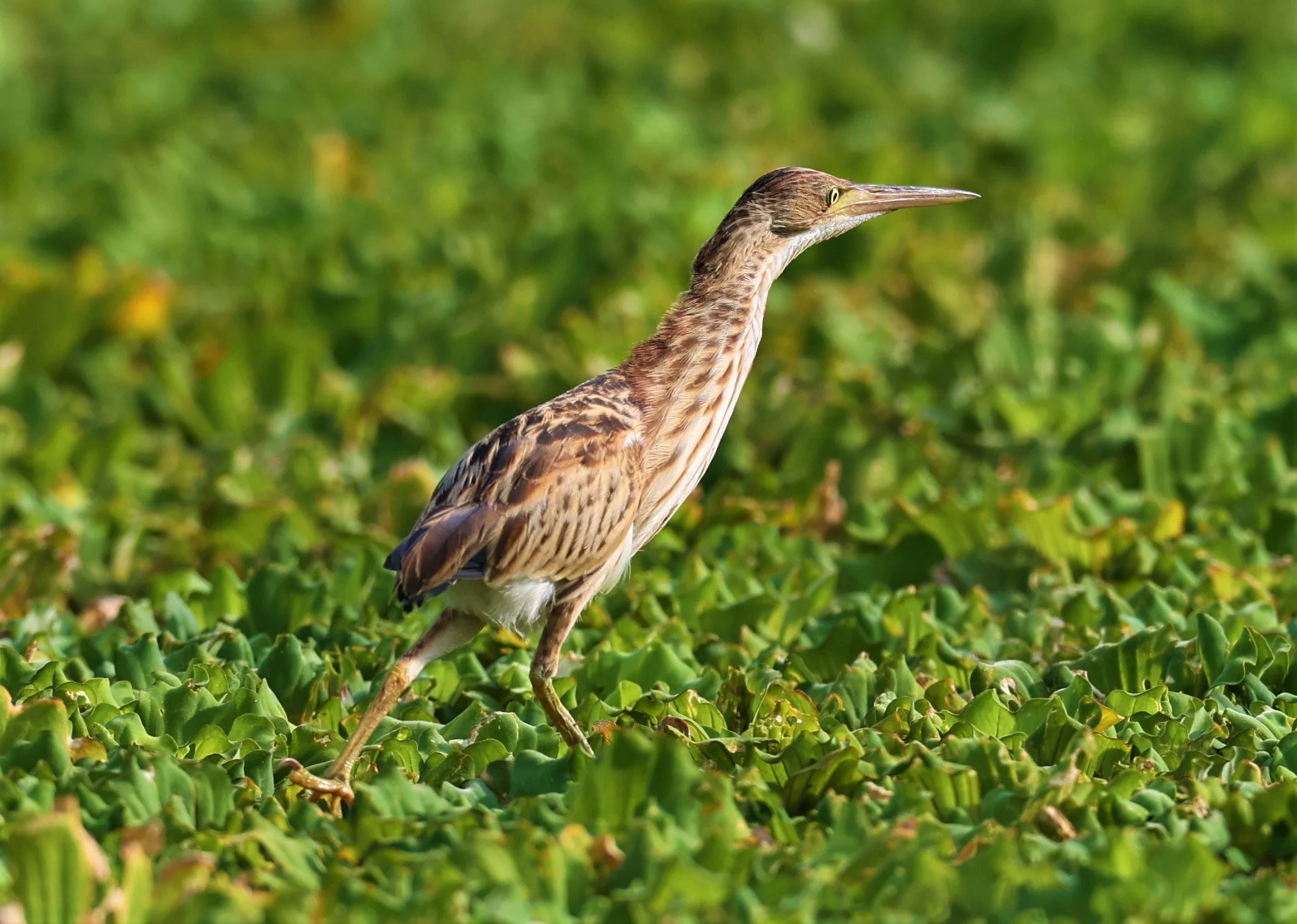 BITTERN - YELLOW BITTERN - Ixobrychus sinensis - LAT KRABANG THAP YAO RICEFIELDS 01 OCT 2021 (6).jpg