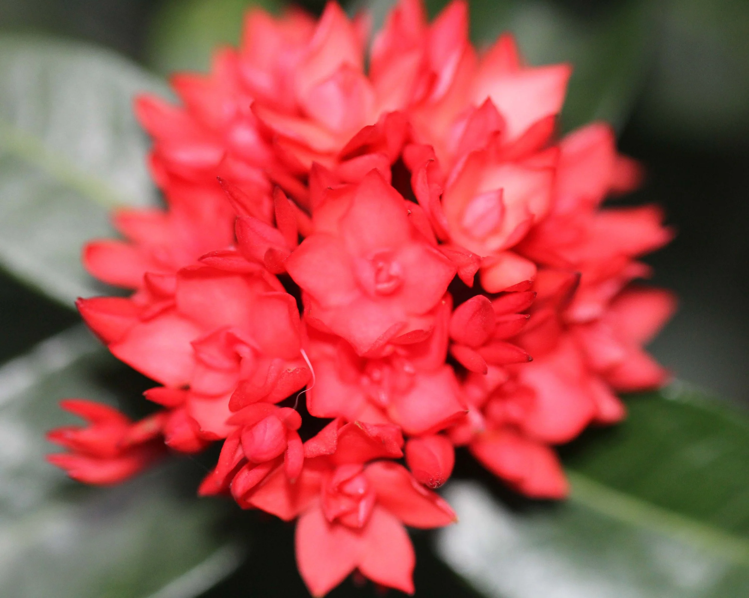 2013 River Treehouse with Friends in Nonthaburi (55).JPG