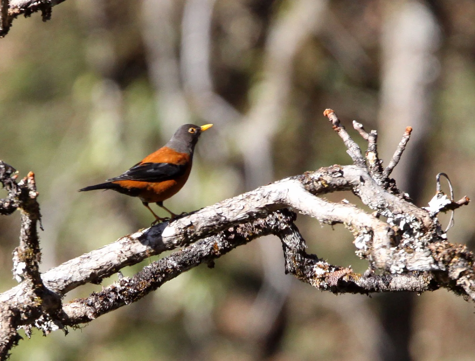 Chestnut Thrush (Turdus rubrocanus) Baima Snow Mountain Yunnan (5).JPG