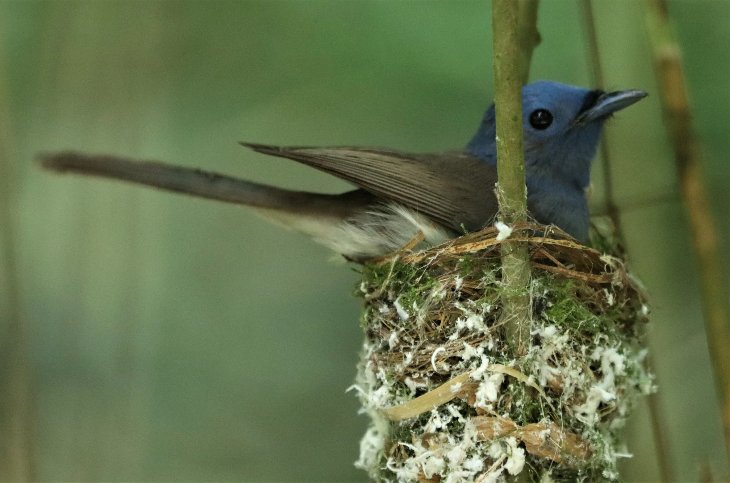 MONARCH - BLACK-NAPED MONARCH - Hypothymis azurea - KAENG KRACHAN JUNE 2021 (6).jpg