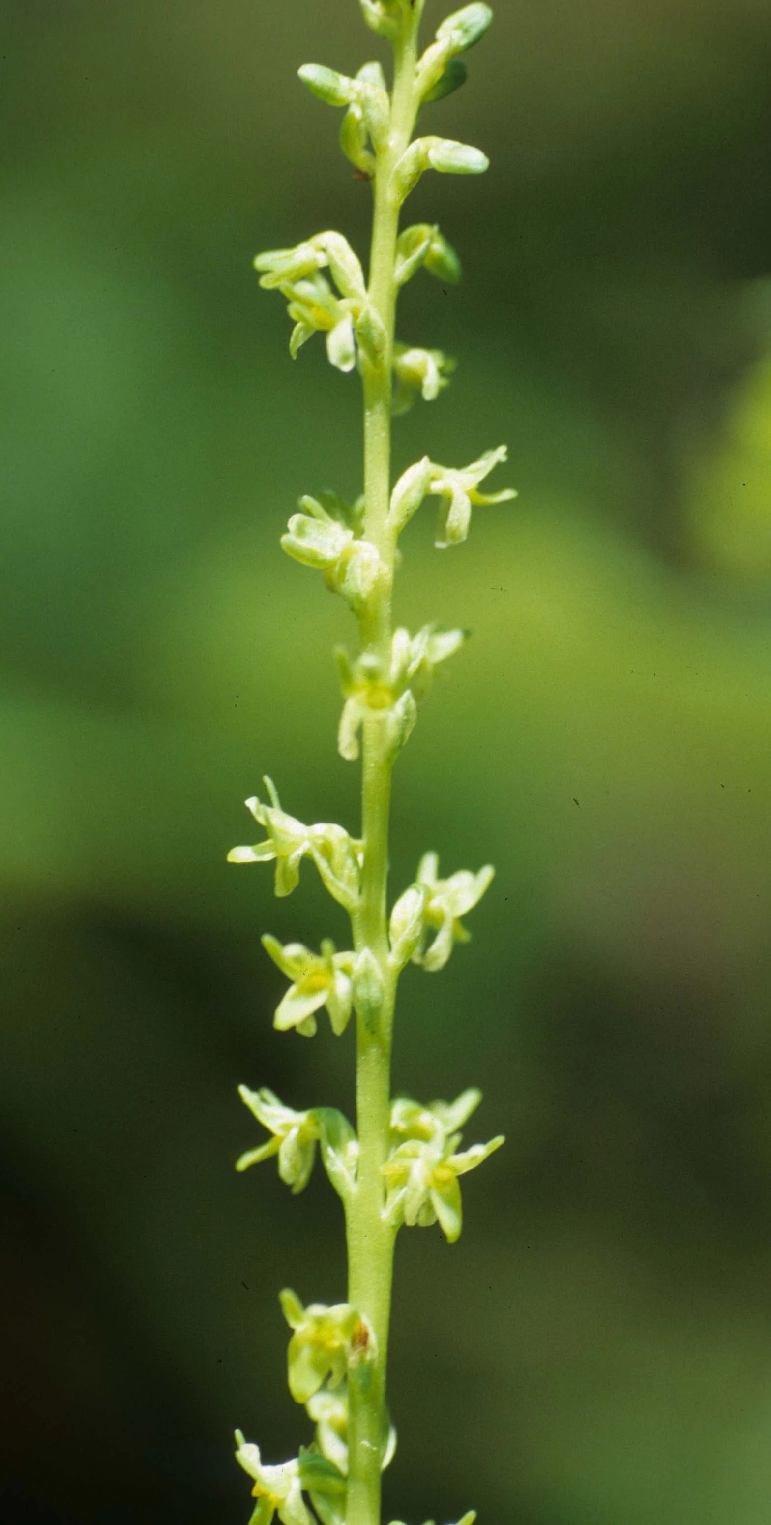 MONTANA - GLACIER - ORCHIDACEAE SPECIES.jpg