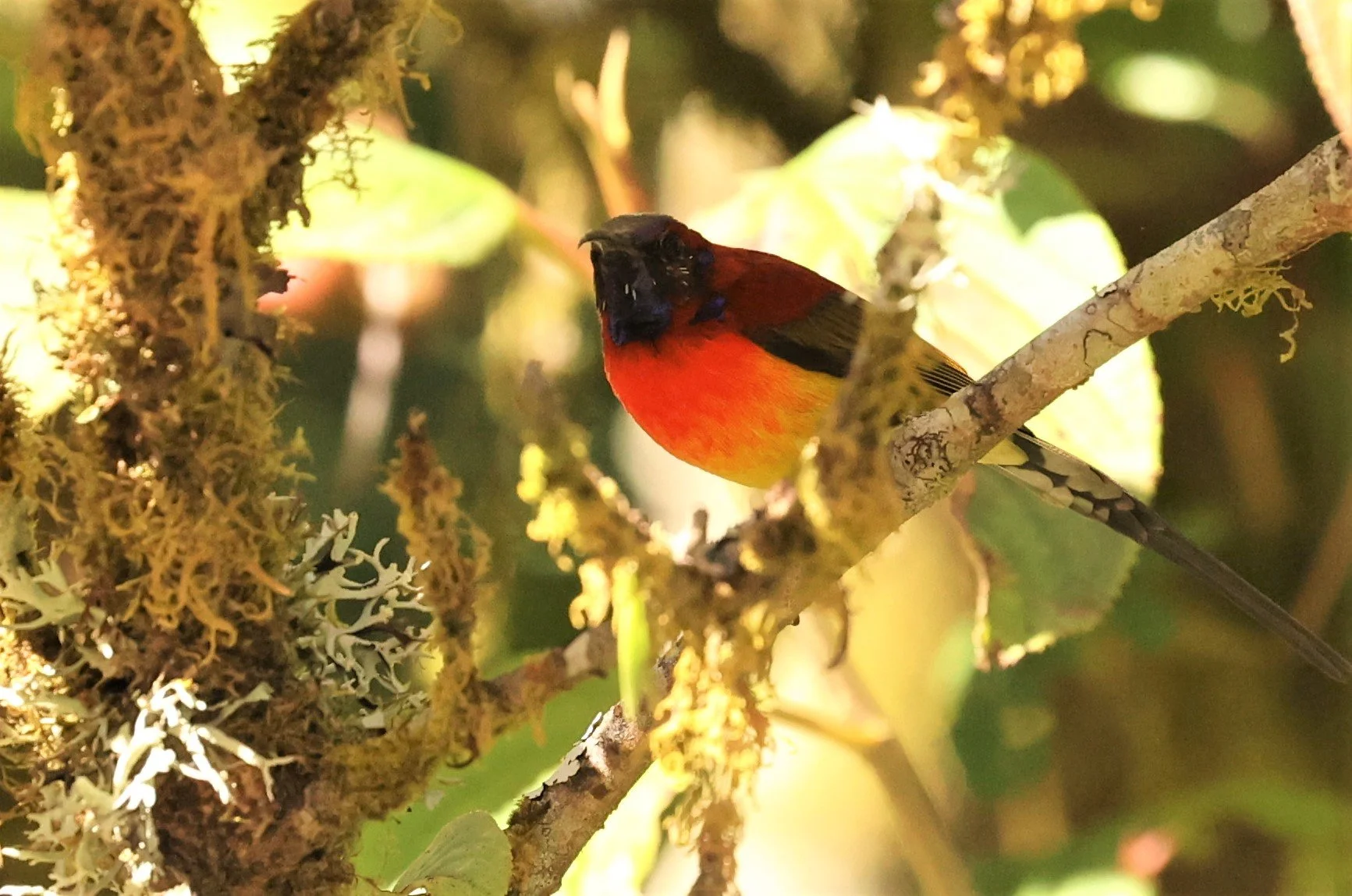 SUNBIRD - DOI INTHANON GREEN-TAILED SUNBIRD - Aethopyga nipalensis angkanensis - DOI INTHANON NP CHIANG MAI, DEC 2021 (49).jpg